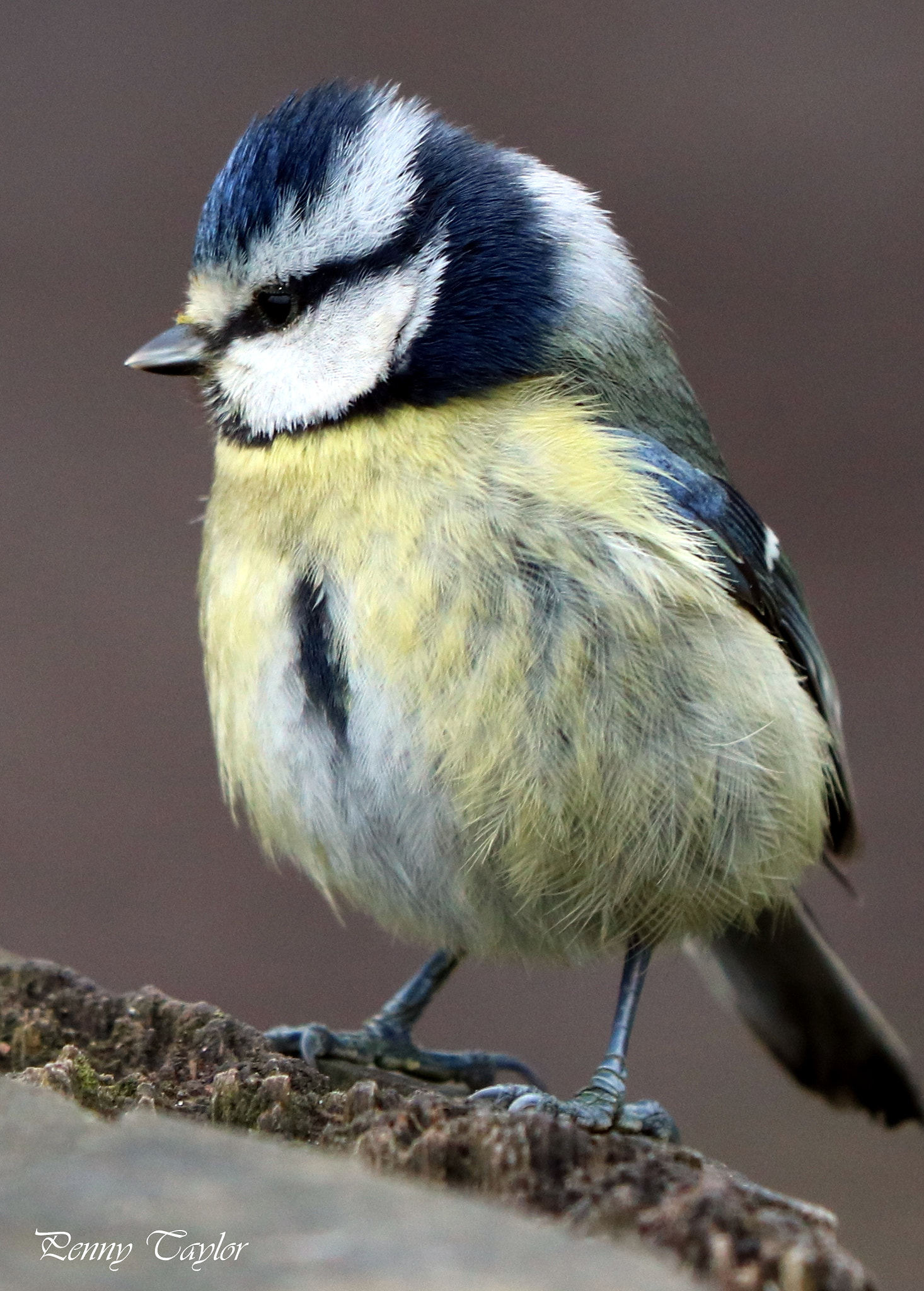 Canon EF 70-300 F4-5.6 IS II USM sample photo. Bluetit photography