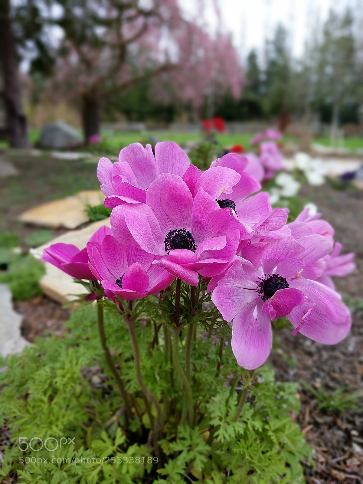 Google Pixel XL sample photo. Flora photography
