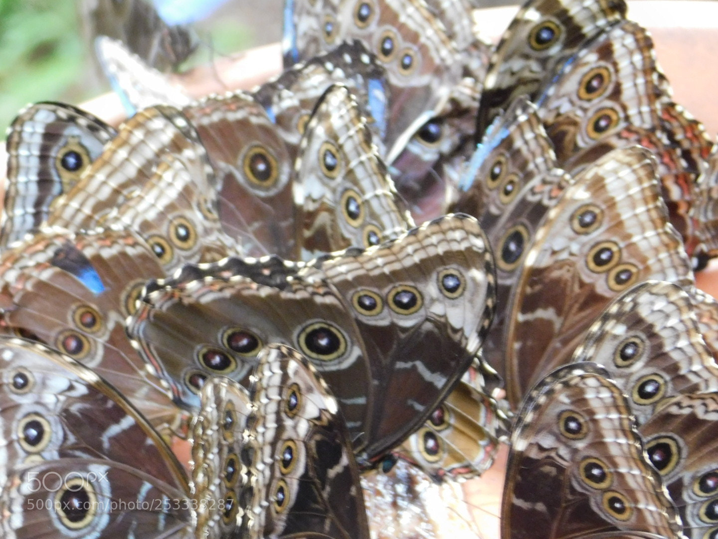 Nikon Coolpix B500 sample photo. Butterflies! photography