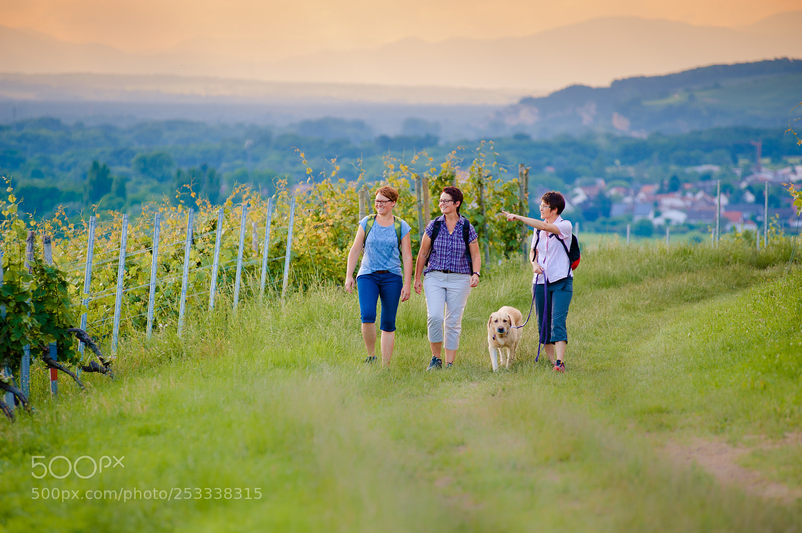 Nikon D700 sample photo. Strolling through the vineyards photography