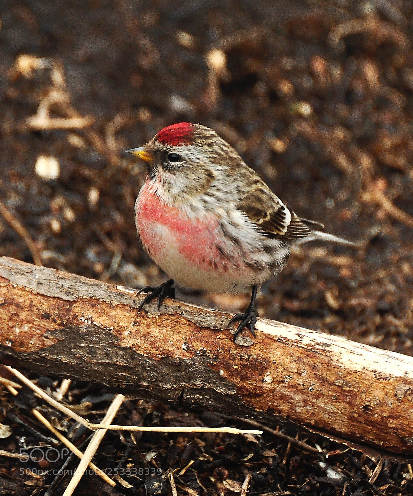 Nikon D90 sample photo. Redpoll
 photography