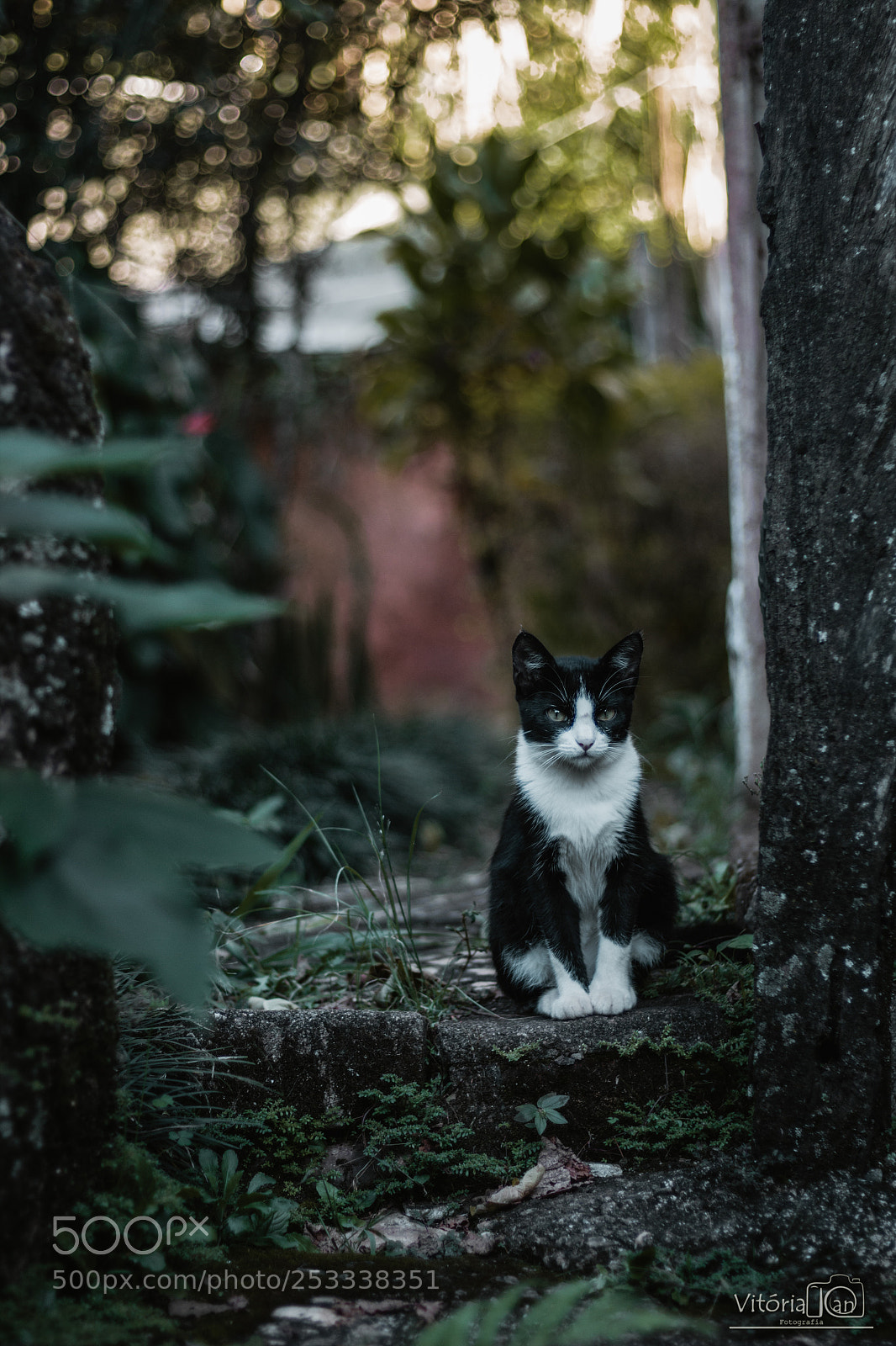 Canon EOS 1200D (EOS Rebel T5 / EOS Kiss X70 / EOS Hi) sample photo. Sweet cat photography