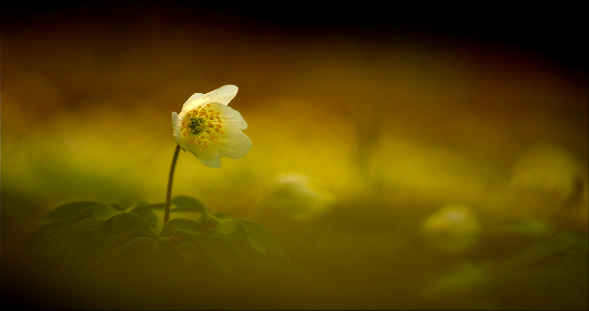 Nikon D810 + Sigma 105mm F2.8 EX DG OS HSM sample photo. °golden.moments° photography