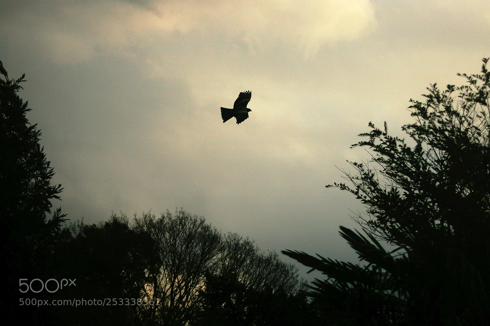 Pentax *ist DL2 sample photo. Fly away photography