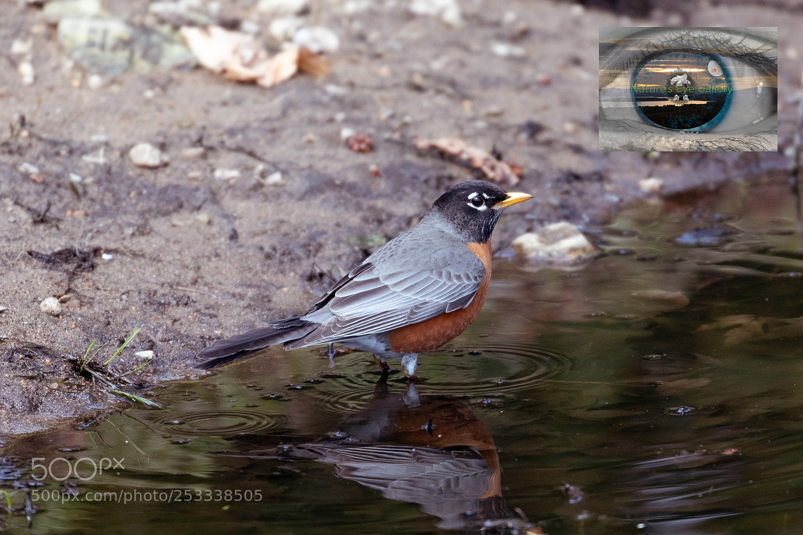 Canon EOS 5D Mark IV sample photo. American robin hd photography