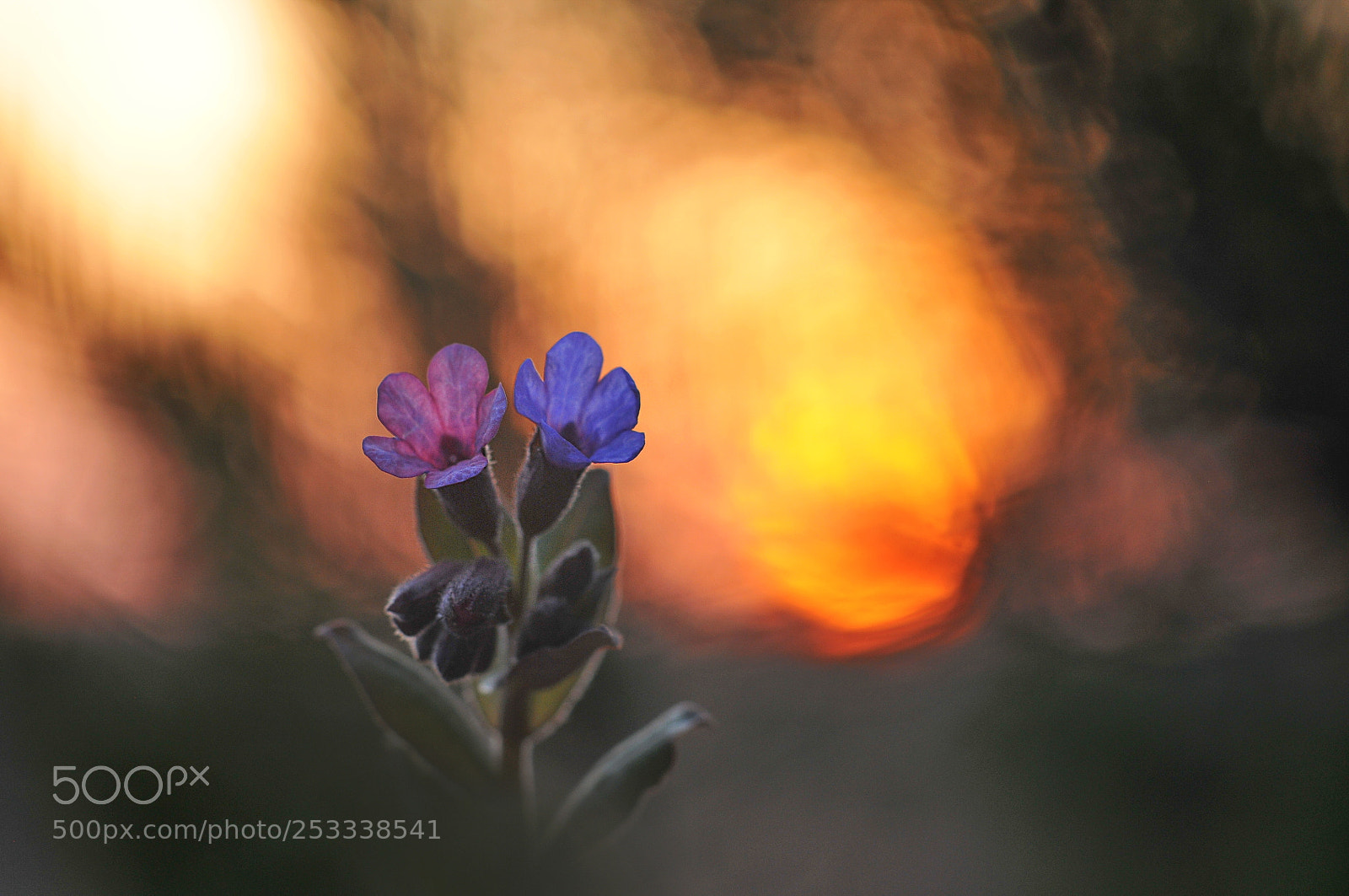 Nikon D300 sample photo. *** photography