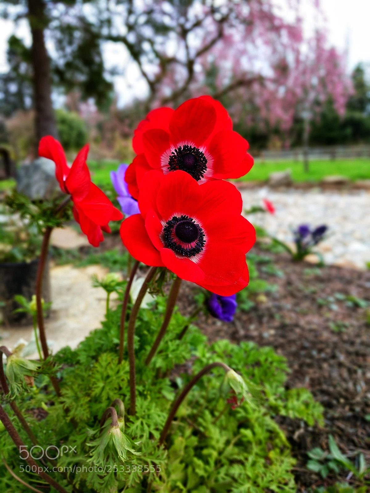 Google Pixel XL sample photo. Flora ii photography