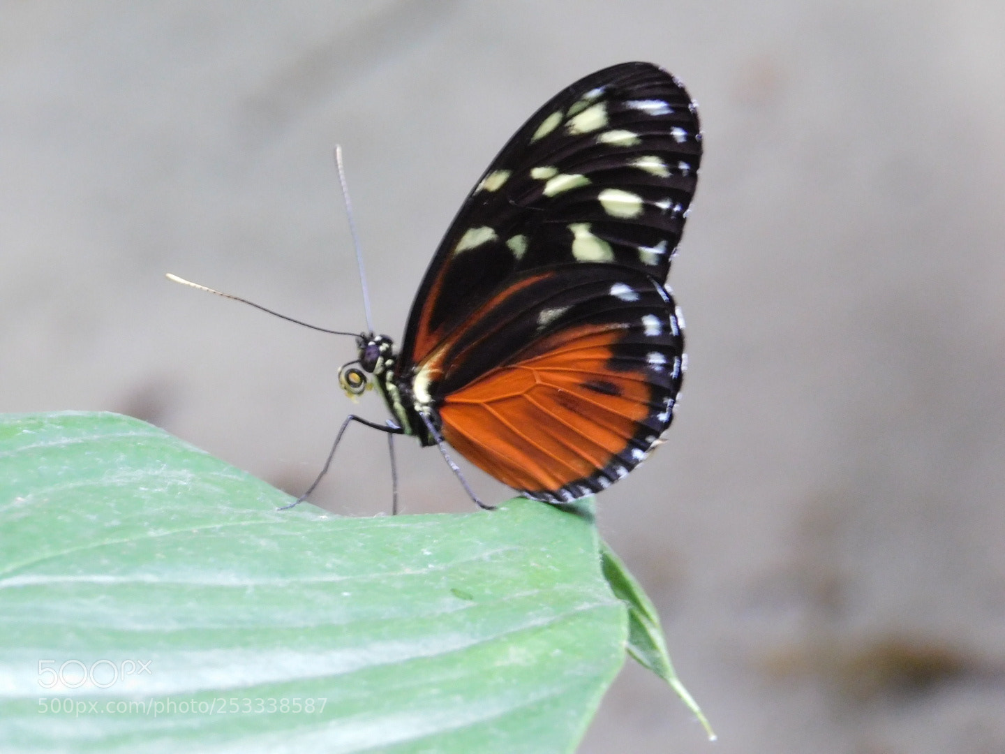 Nikon Coolpix B500 sample photo. Butterfly! photography