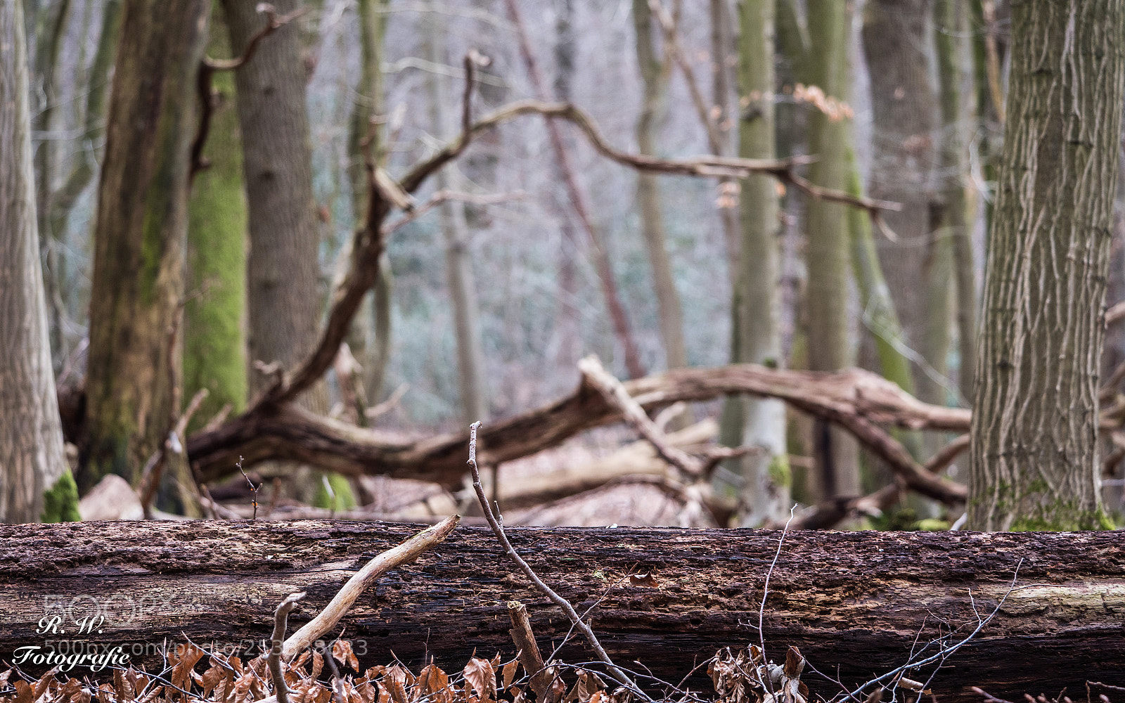 Panasonic Lumix DC-G9 sample photo. Alter baumstamm old tree photography