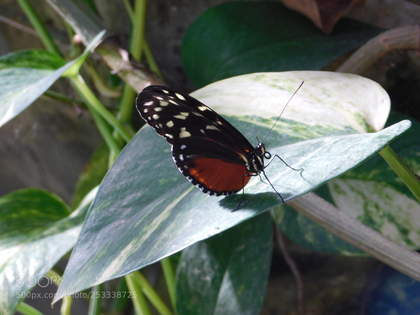 Nikon Coolpix B500 sample photo. Butterfly photography