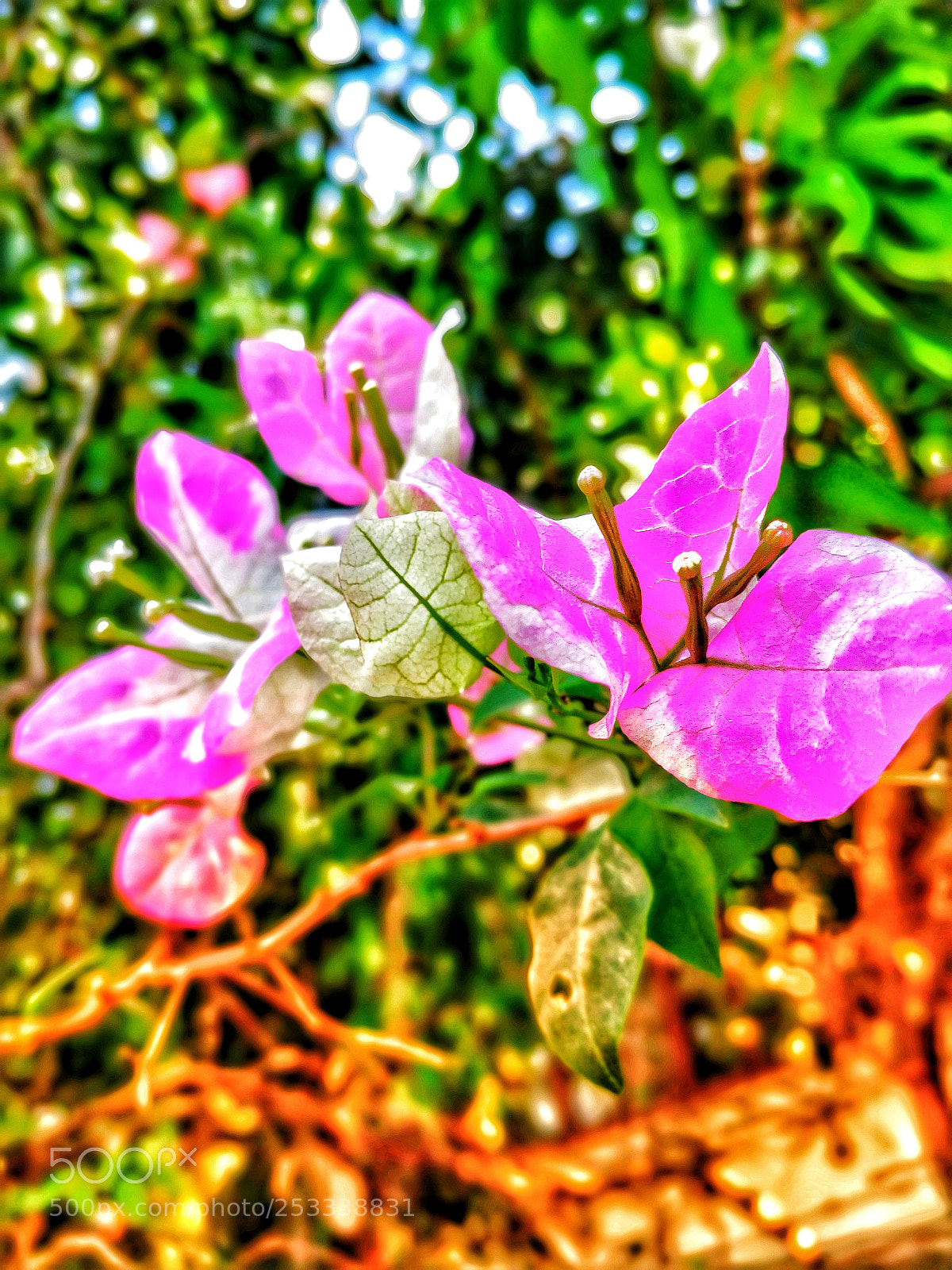 OnePlus 5T sample photo. Untitled photography