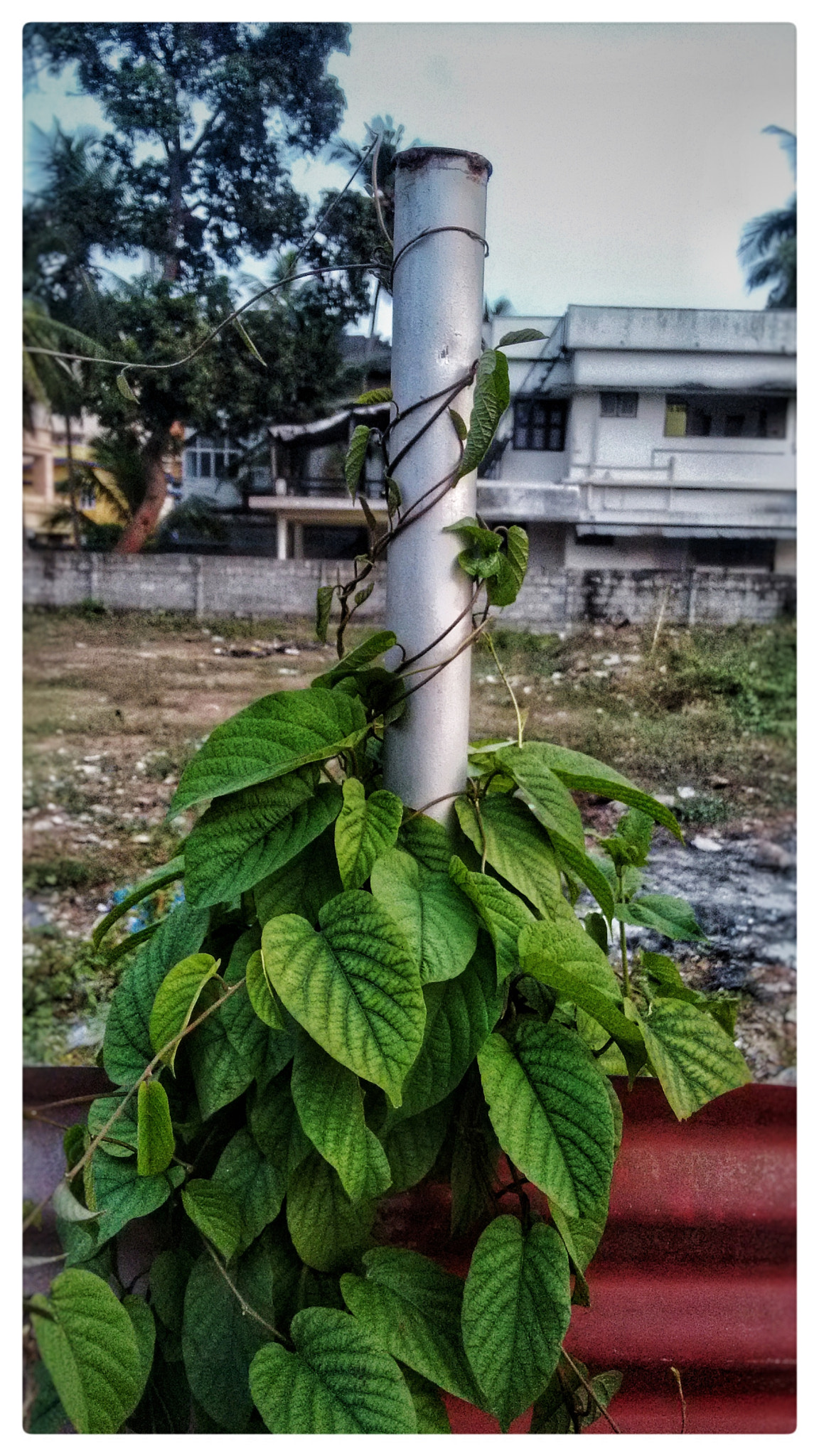 Motorola Moto G (2nd Gen) sample photo. Leaf.. photography