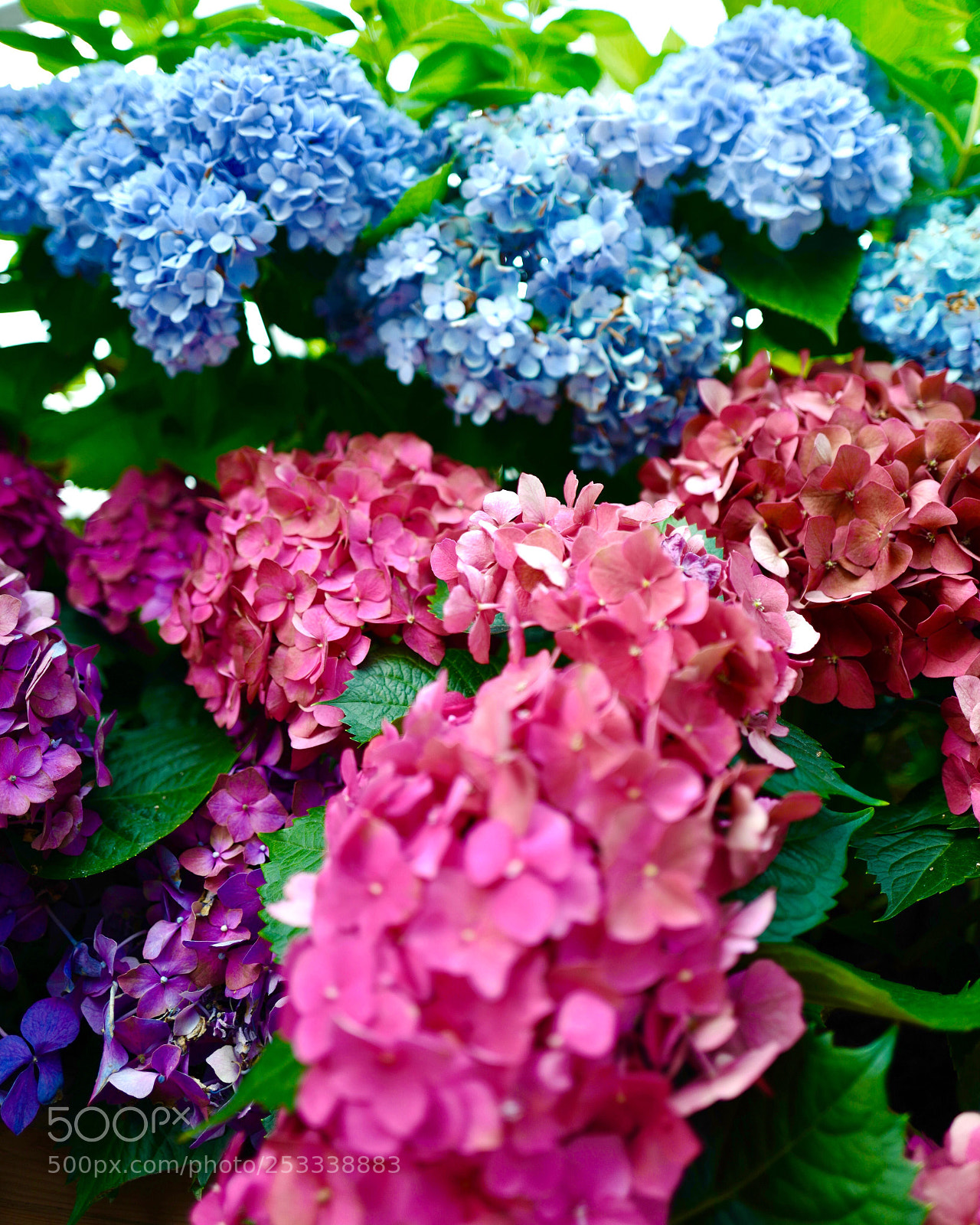 Leica Q (Typ 116) sample photo. Live colourfully photography