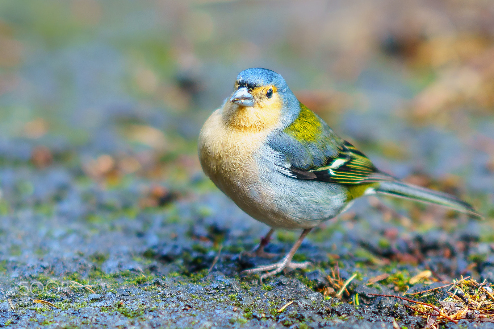 Sony a7R III sample photo. Madeiran chaffinch photography