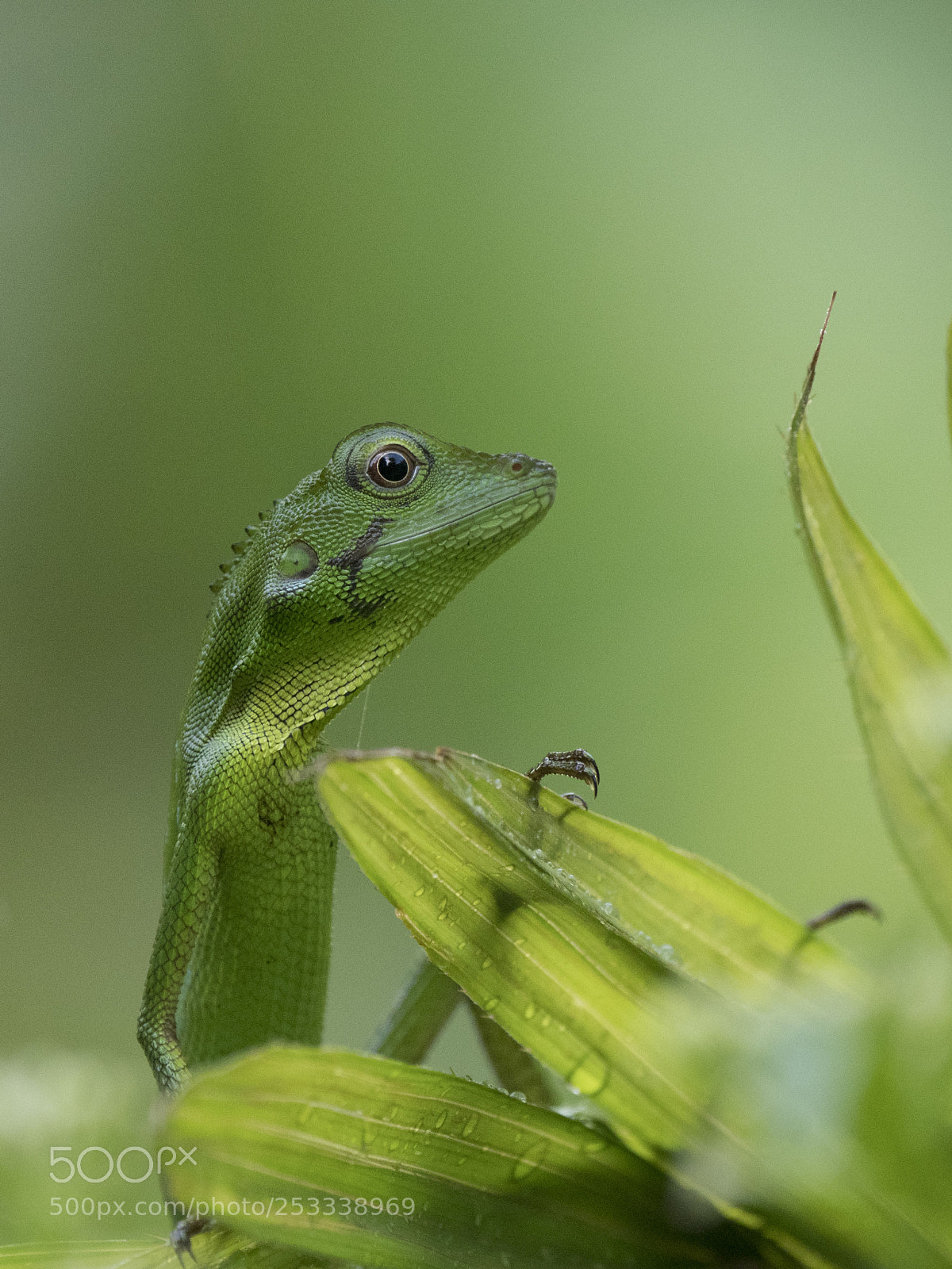 Olympus OM-D E-M1 Mark II sample photo. Pure green photography