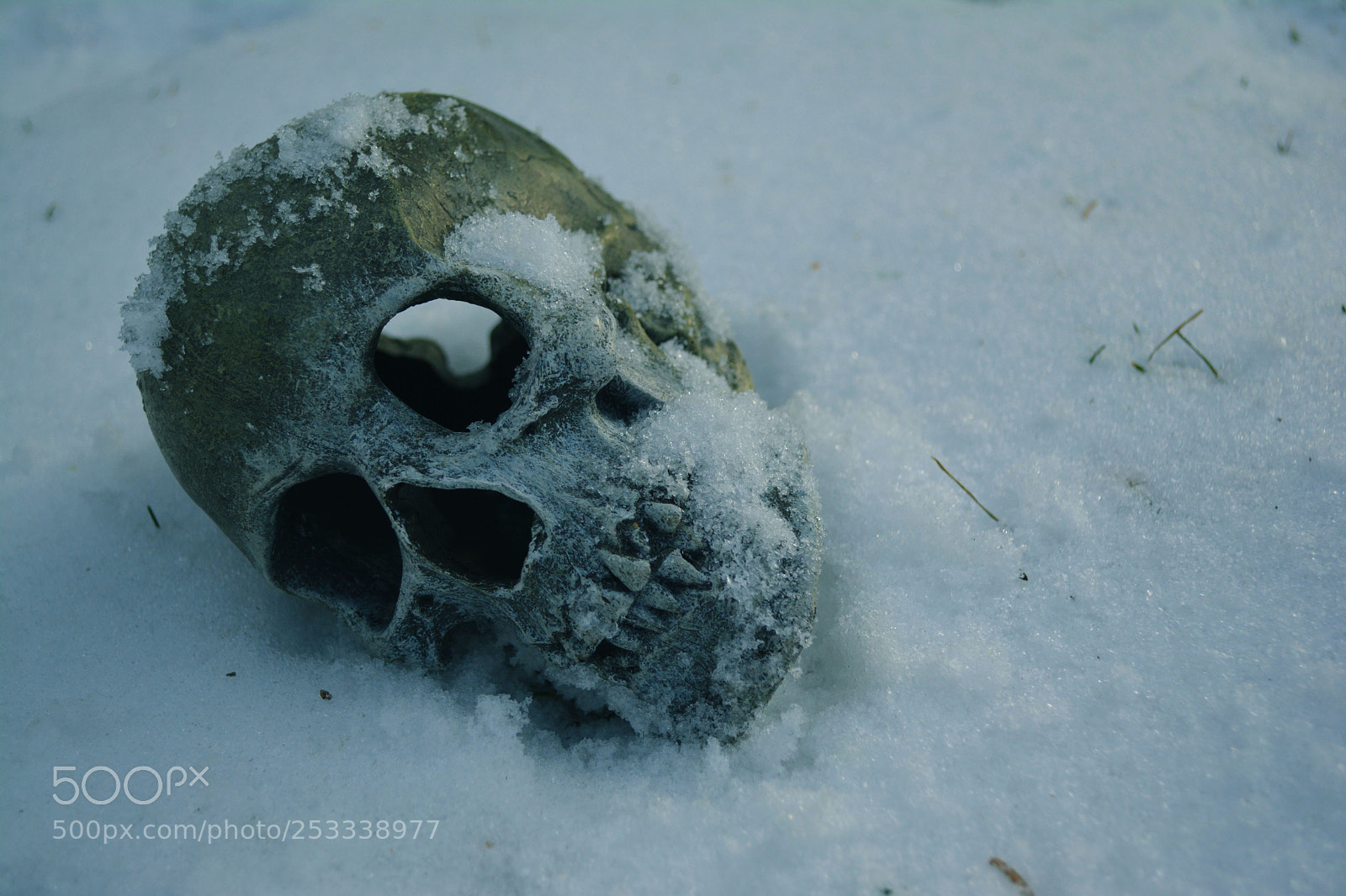 Nikon D5200 sample photo. Skull in snow photography