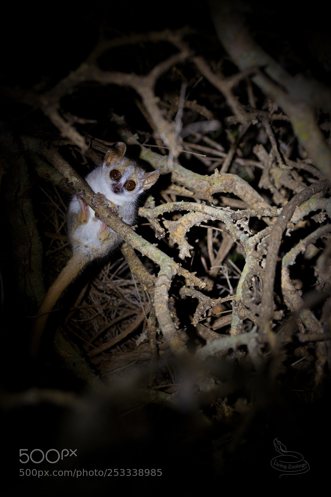 Nikon D750 sample photo. Gray mouse lemur microcebus photography