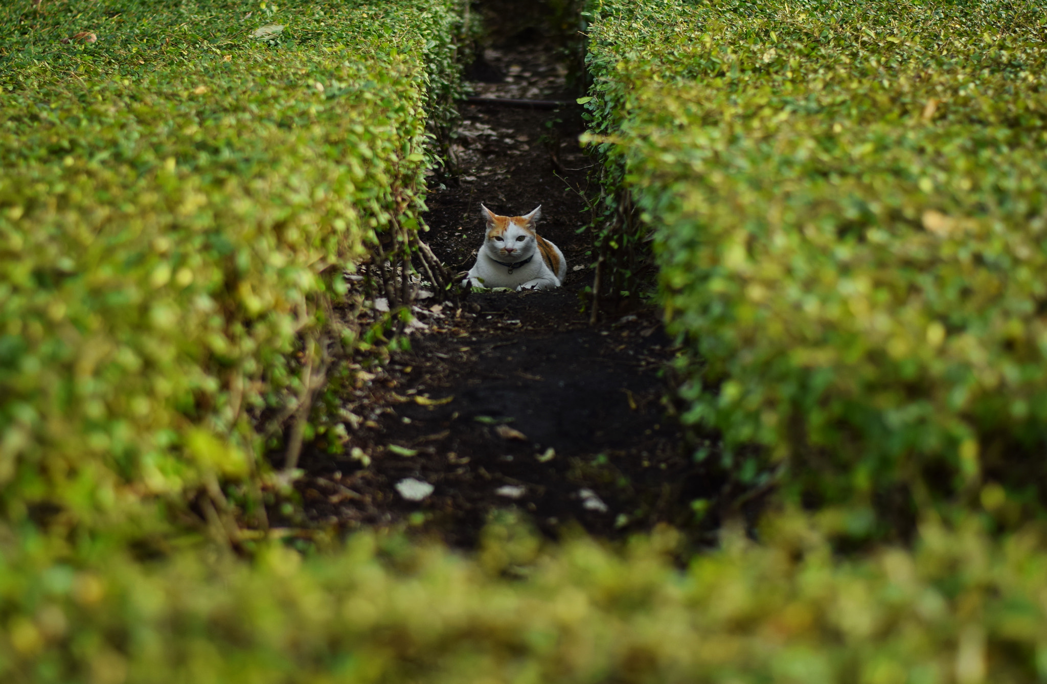 Nikon AF-S Nikkor 50mm F1.8G sample photo. Kaigoong photography