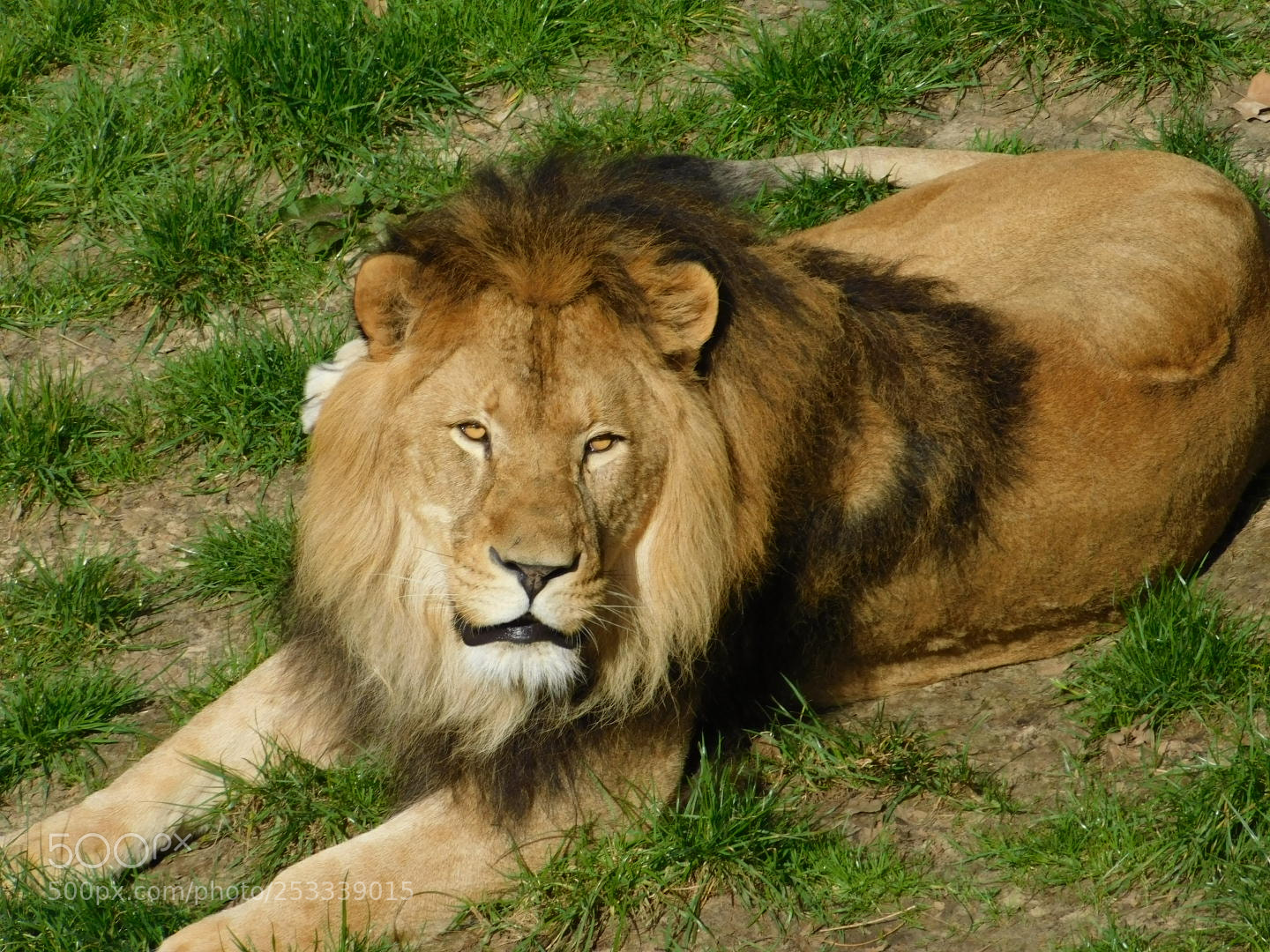 Nikon Coolpix B500 sample photo. Lion photography