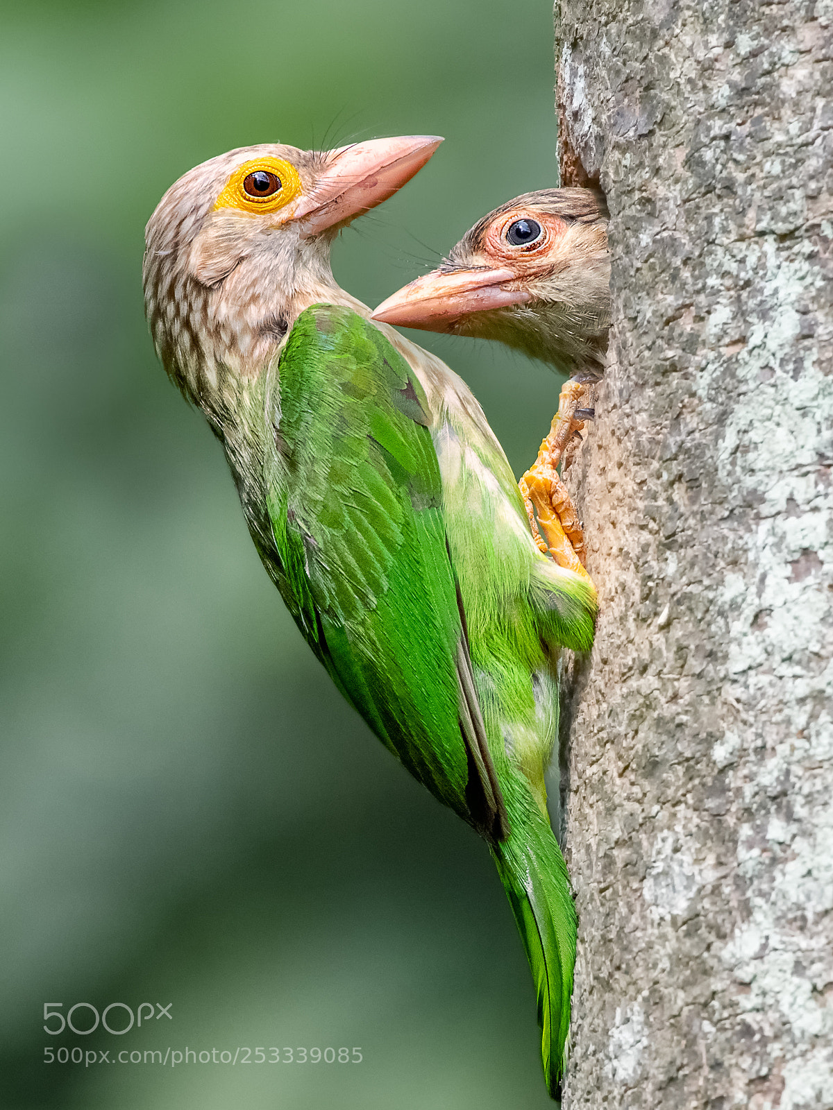 Nikon D850 sample photo. Lineated barbet @ bbnp photography