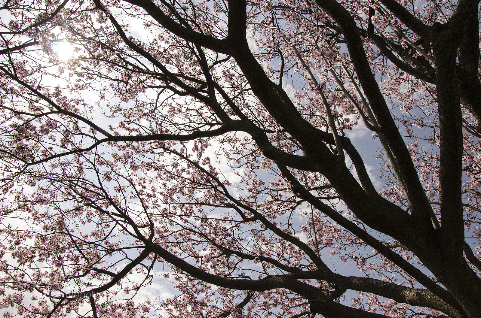 Nikon D7000 sample photo. Pink i photography