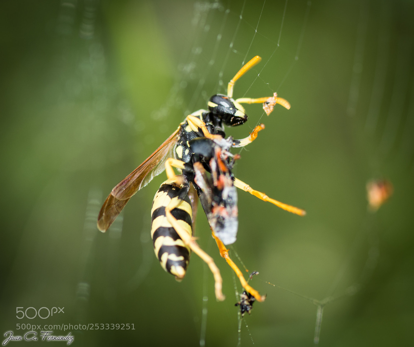 Nikon D7200 sample photo. Walking in the web photography