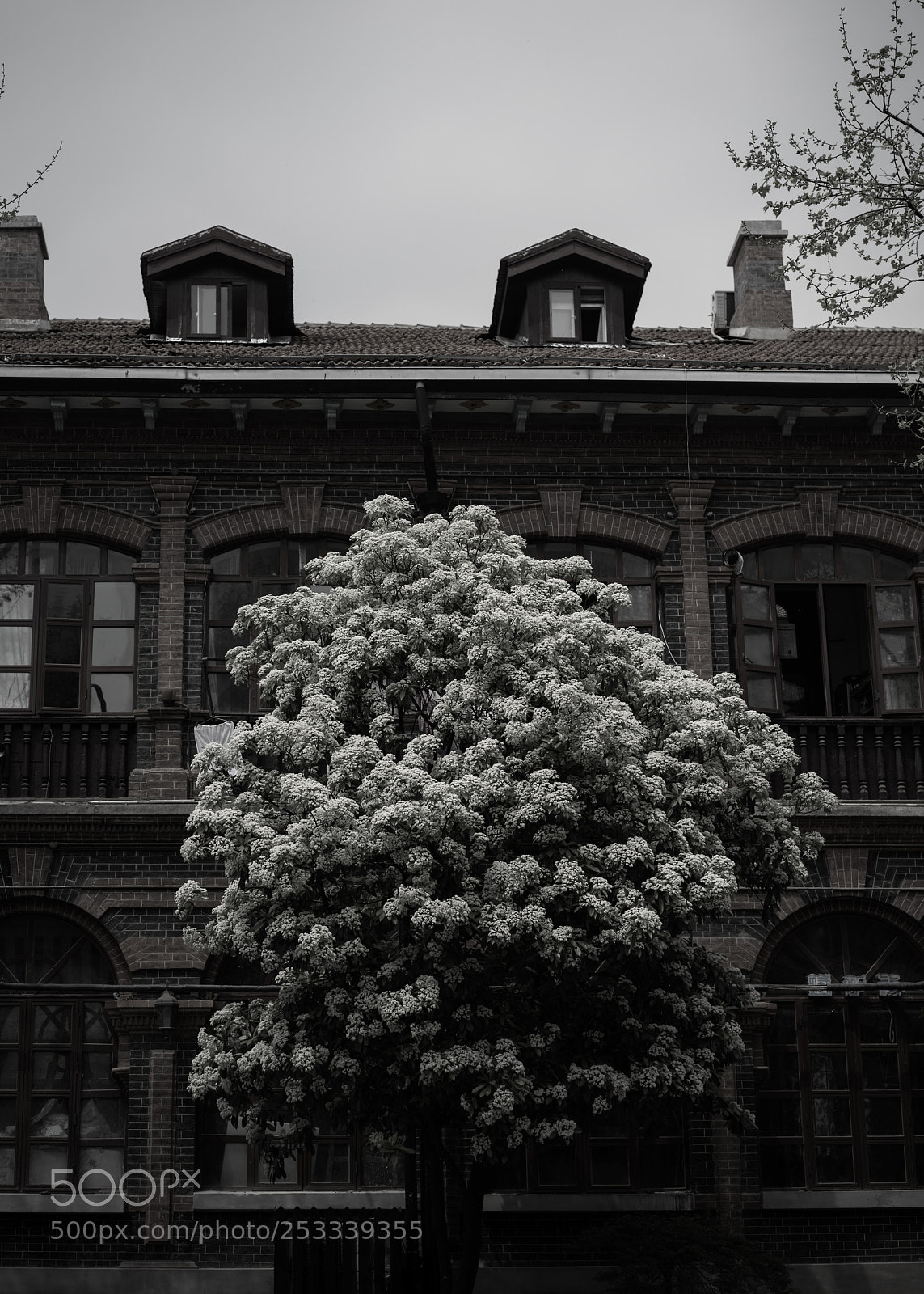 Sony a7R II sample photo. Tree photography