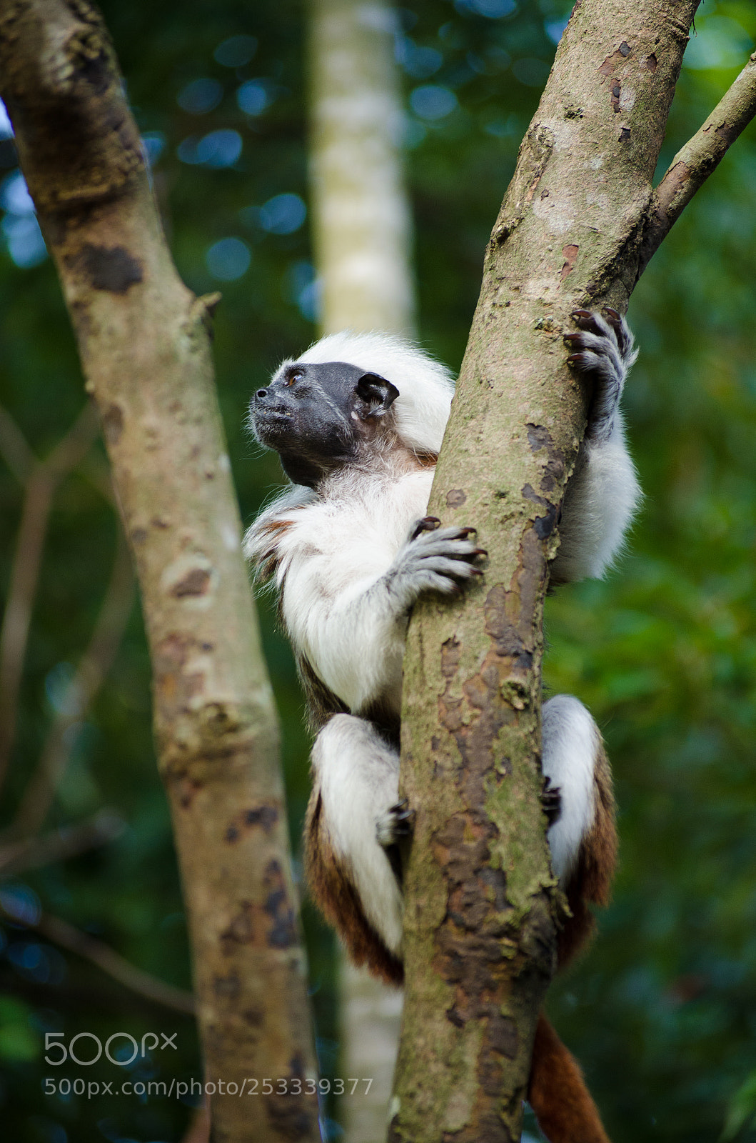Nikon D7000 sample photo. Cotton-top tamarin photography