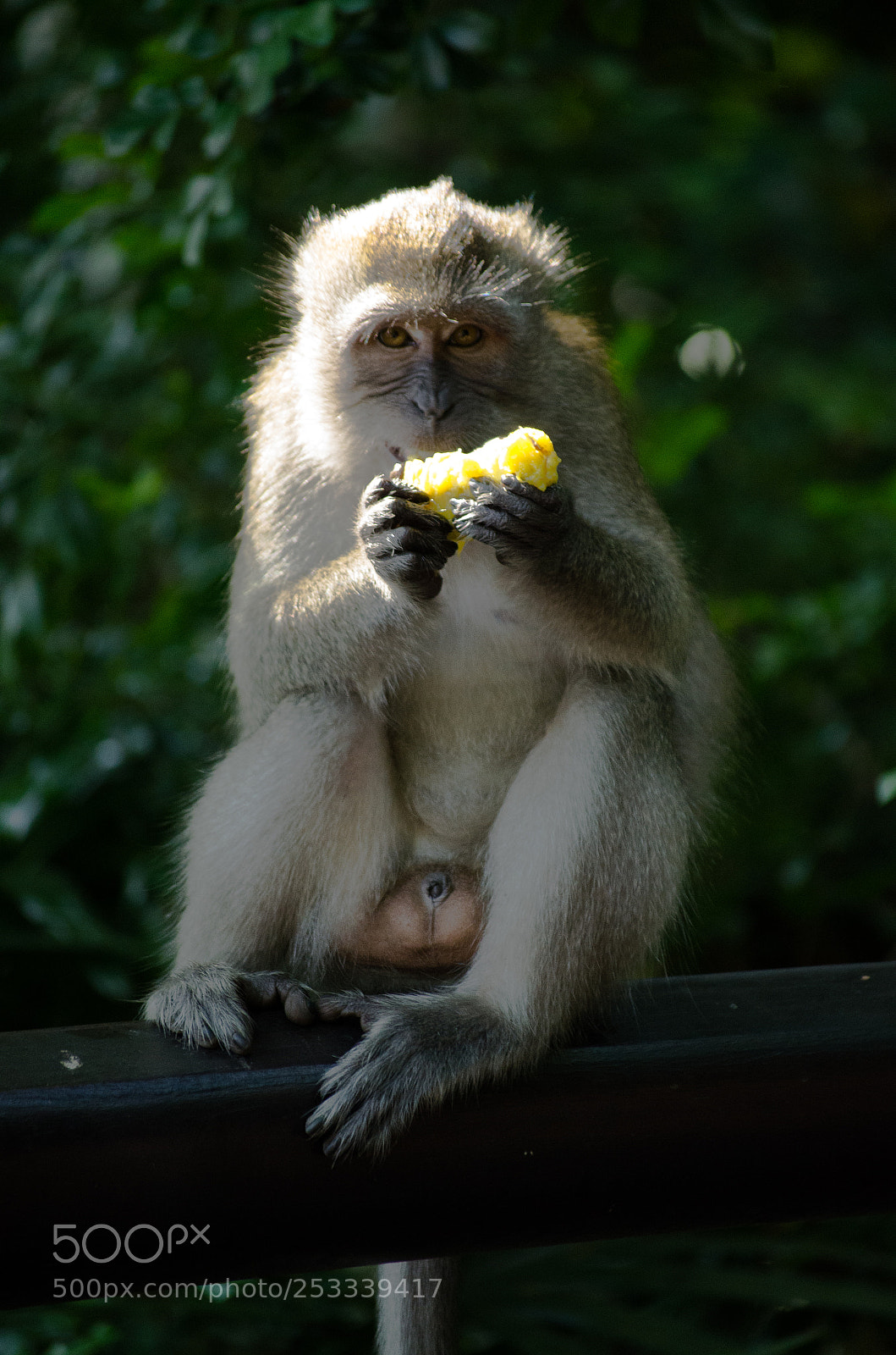 Nikon D7000 sample photo. Macaque photography