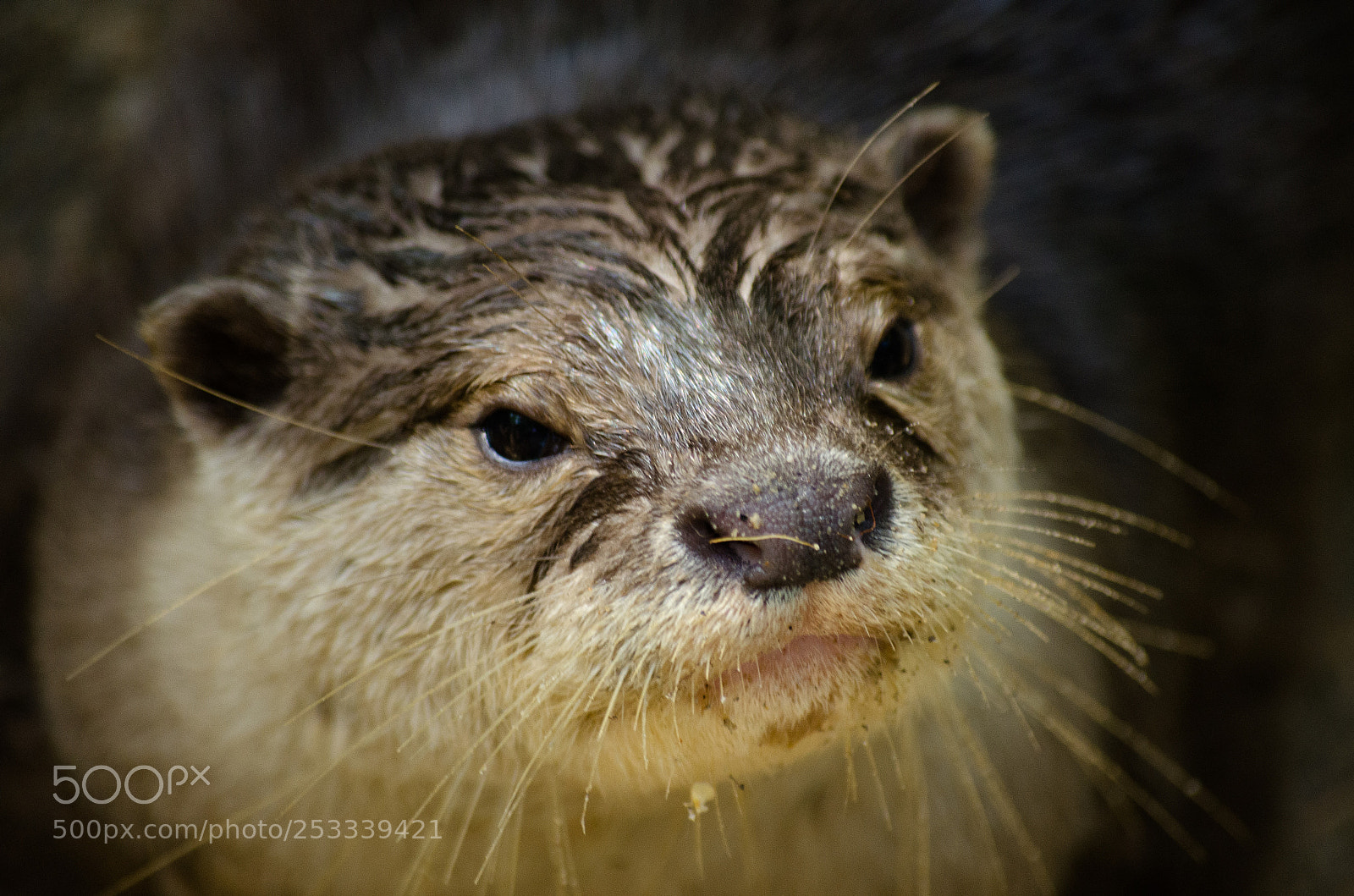 Nikon D7000 sample photo. Otter photography