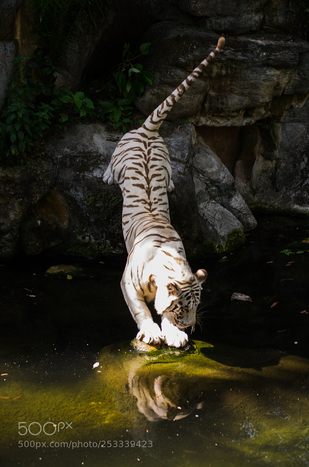 Nikon D7000 sample photo. White tiger photography