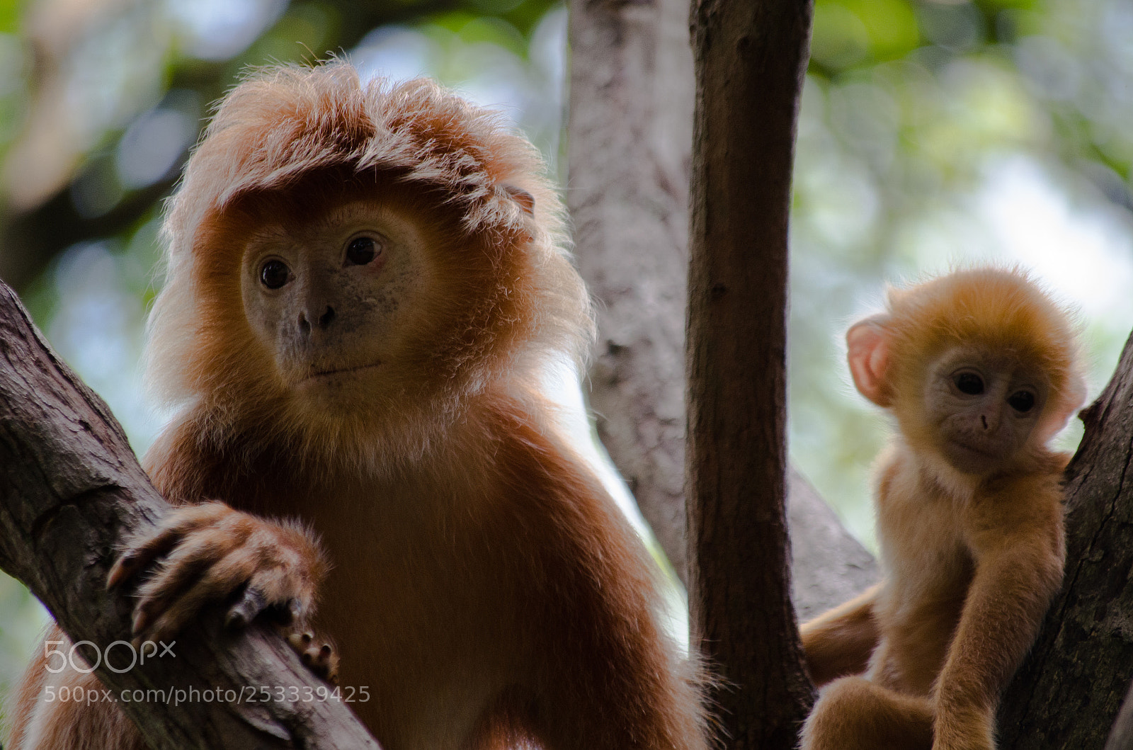 Nikon D7000 sample photo. Doll monkeys photography