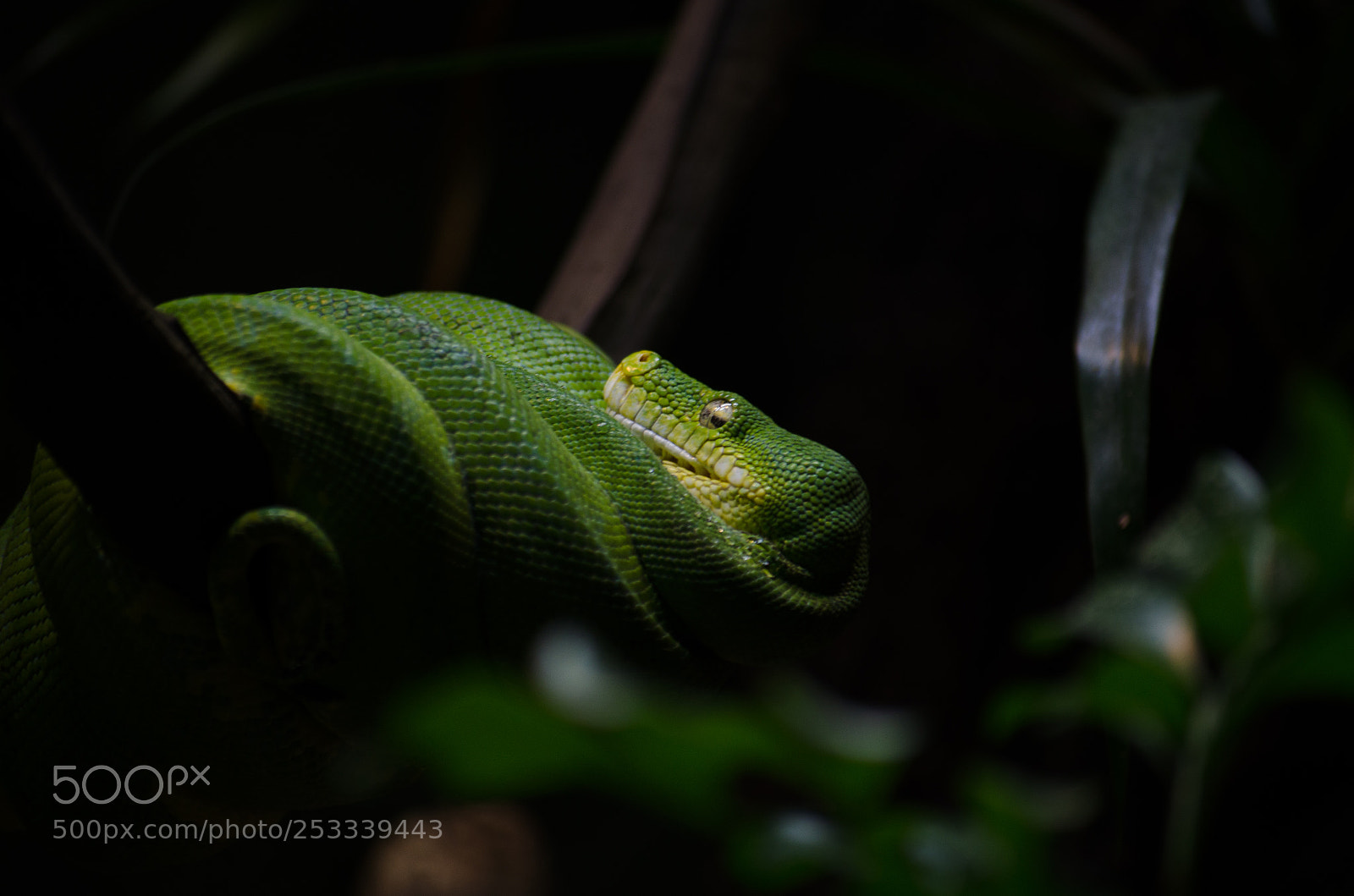 Nikon D7000 sample photo. Snake photography
