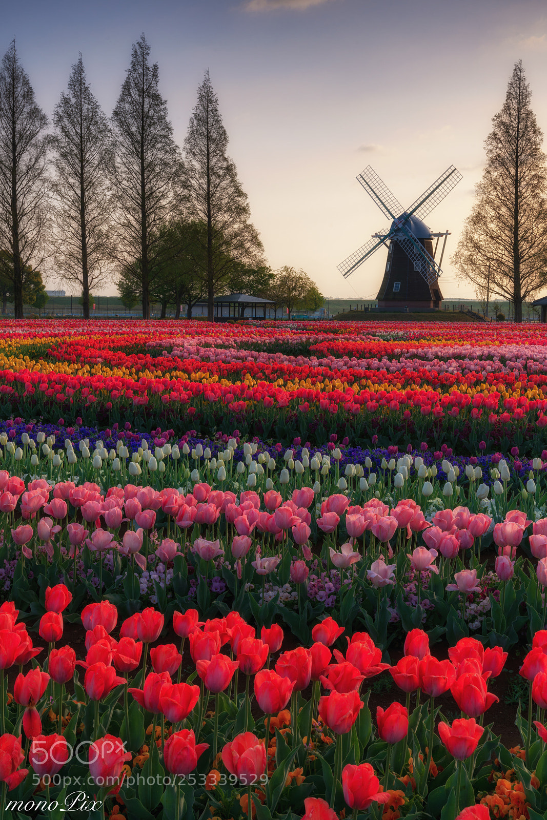 Sony a7R III sample photo. Tulip field photography