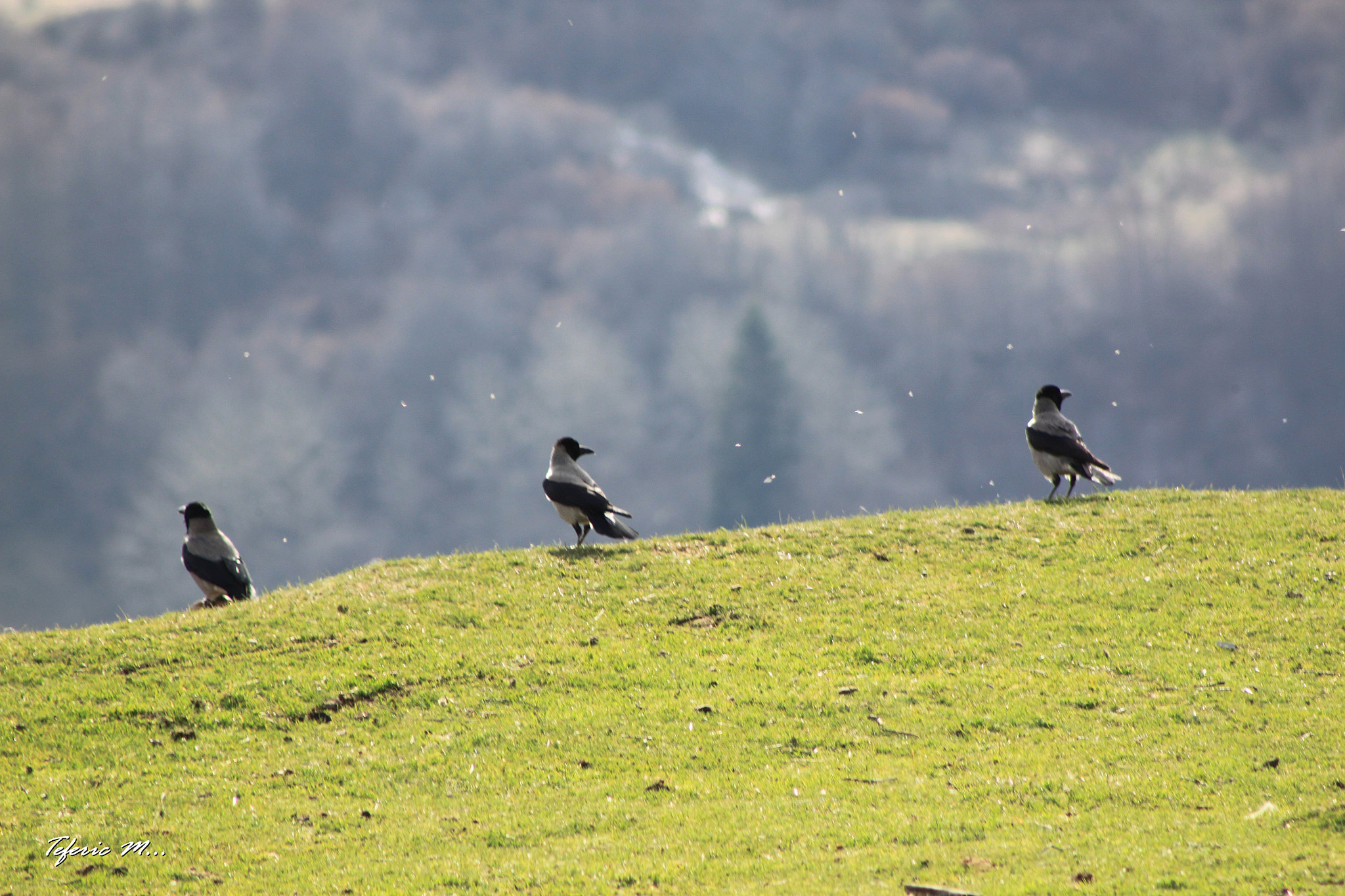Canon EF 75-300mm f/4-5.6 sample photo. Ravens photography