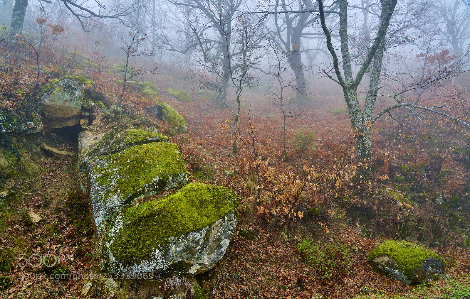 Sony a7R II sample photo. Rocks among fog photography
