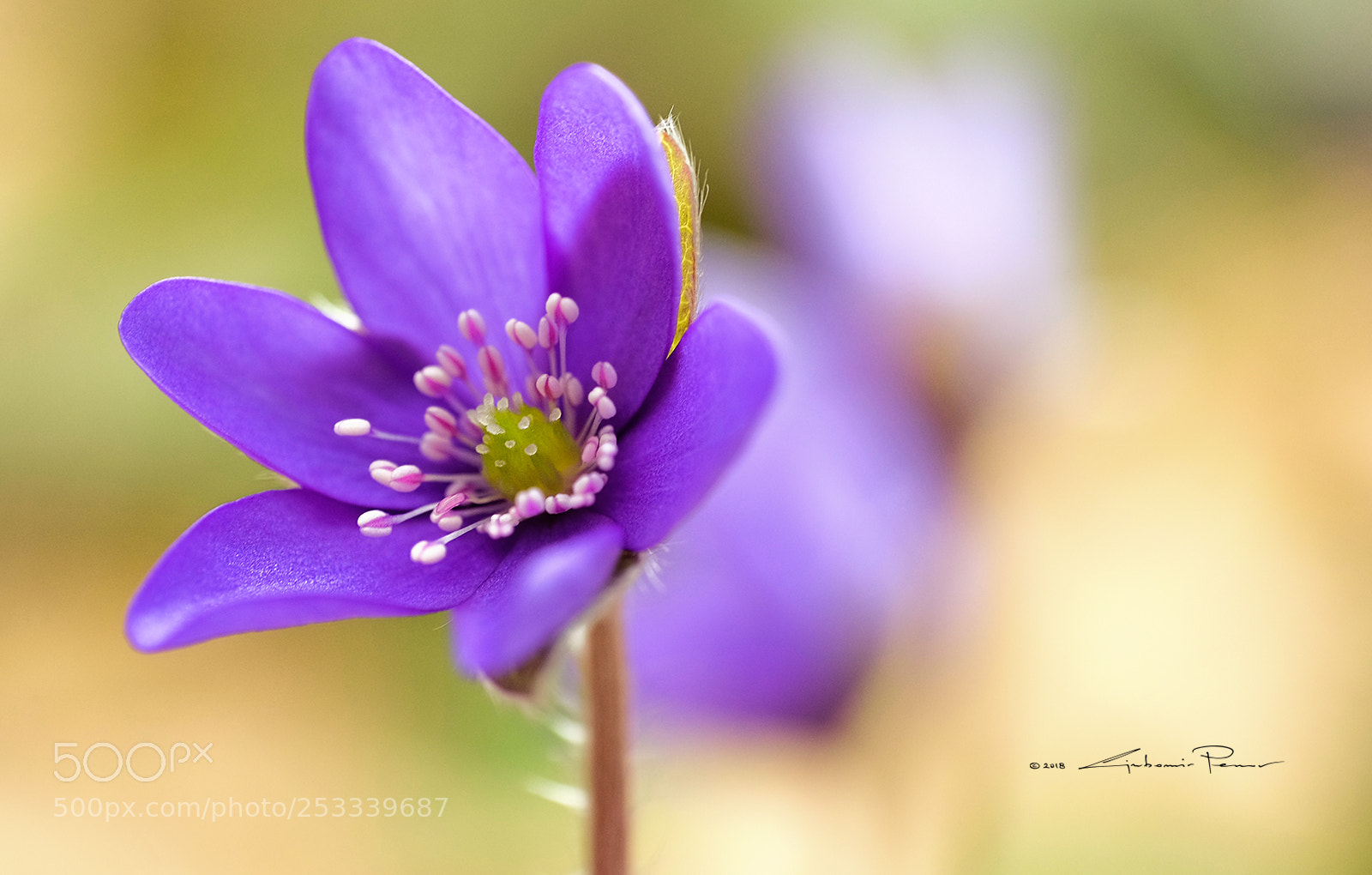 Fujifilm X-T1 sample photo. Purple photography