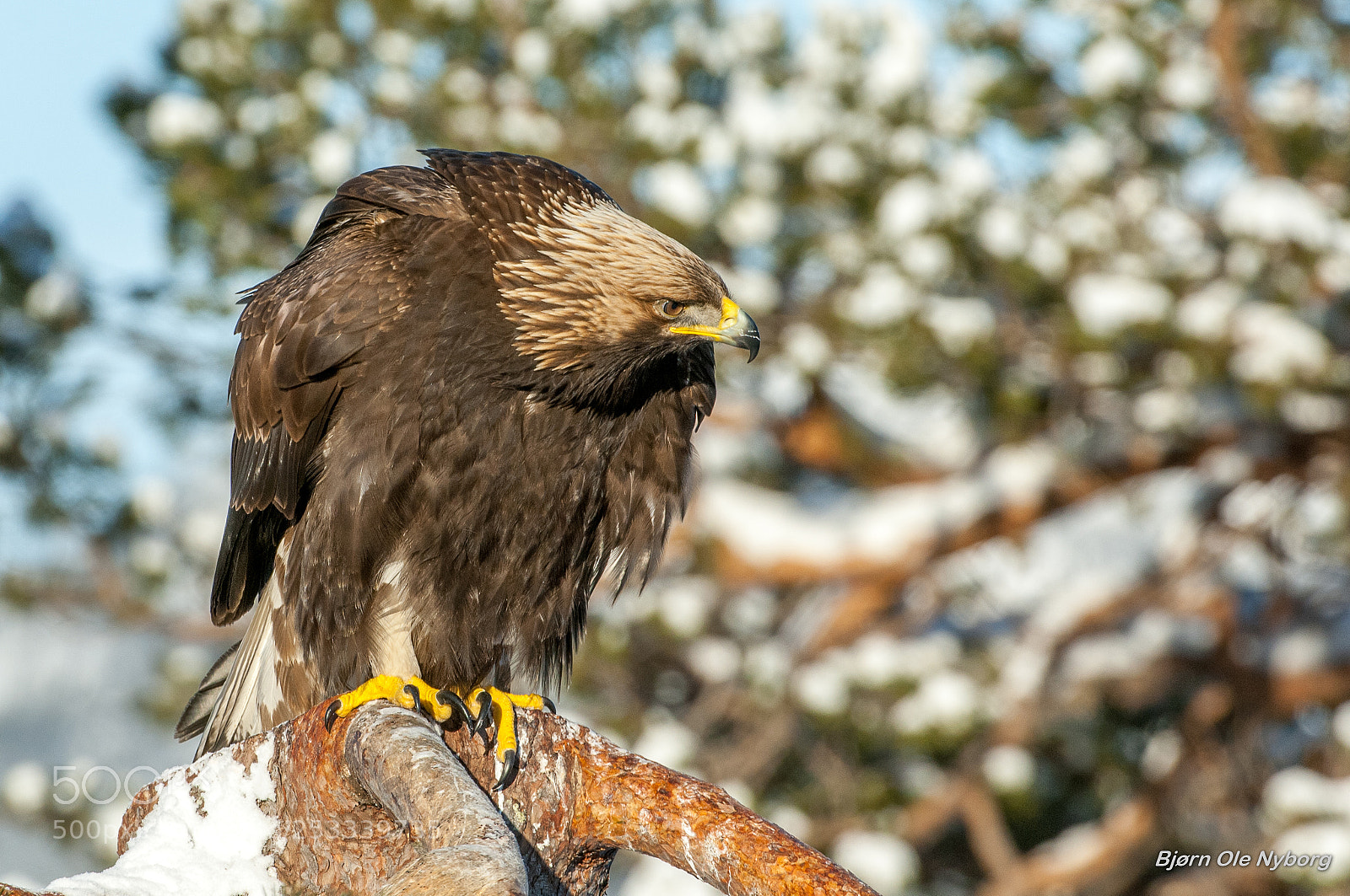 Nikon D2X sample photo. Golden eagle 3 photography