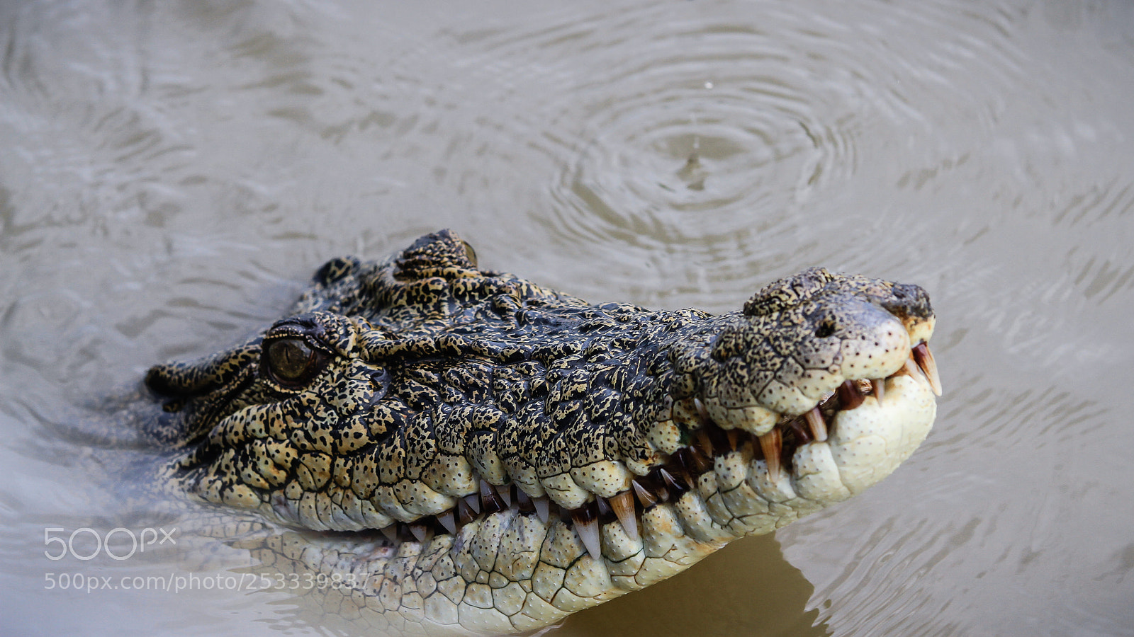 Canon EOS 7D sample photo. Crocodile at kakadu nationalpark photography