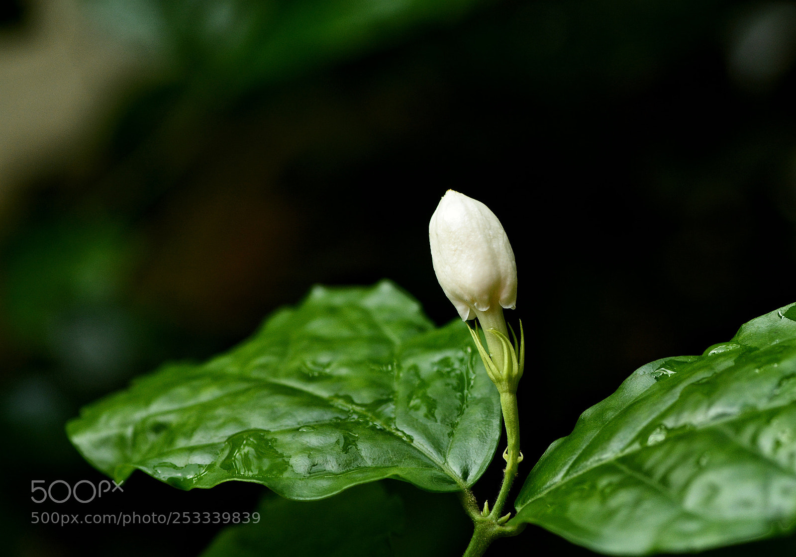 Nikon D7100 sample photo. Untitled photography