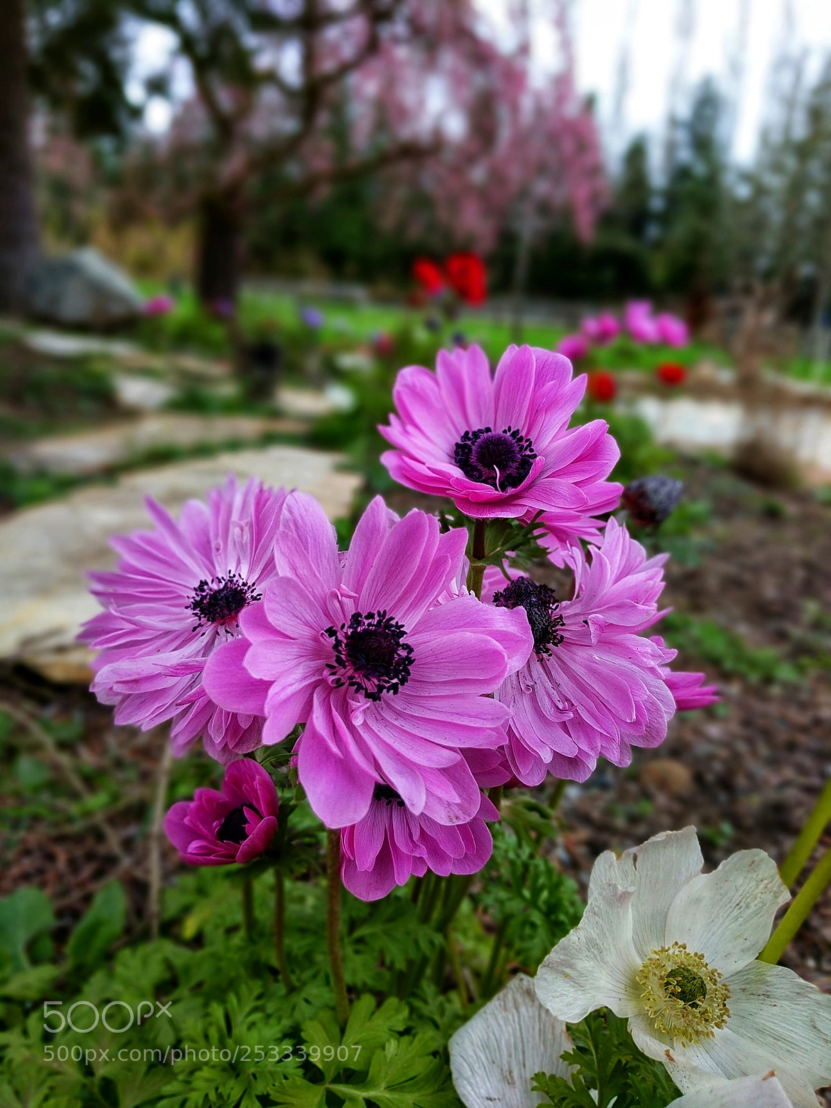 Google Pixel XL sample photo. Flora iii photography