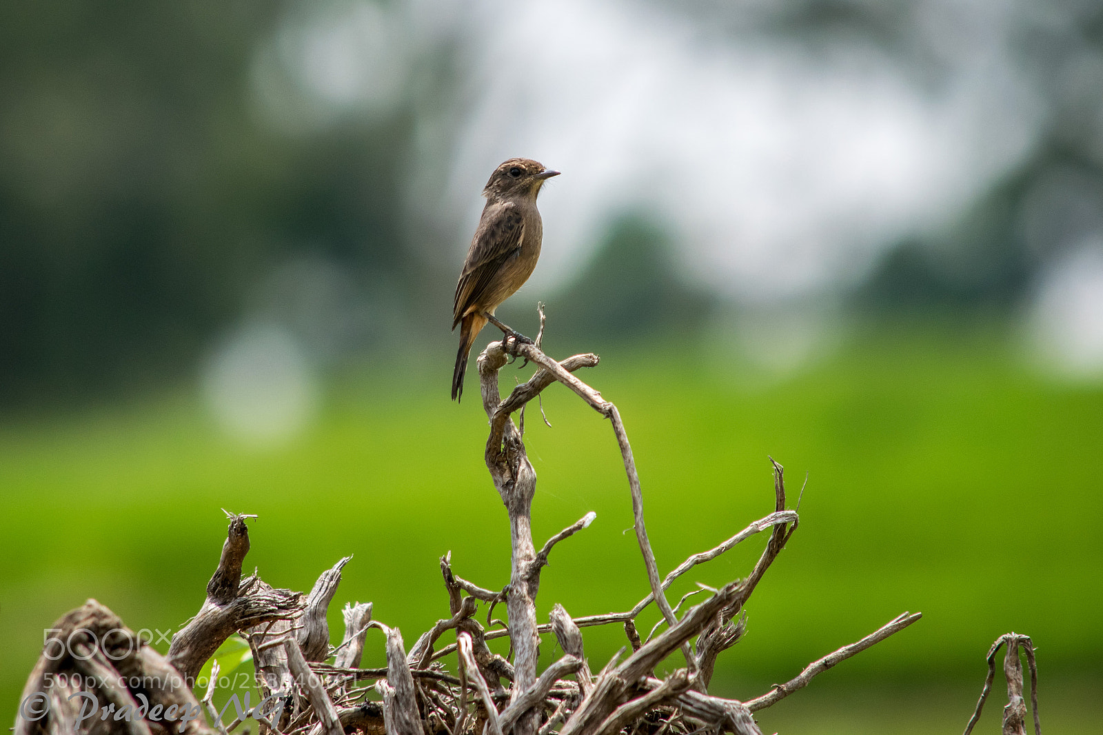 Nikon D3300 sample photo. Pied bushchat photography