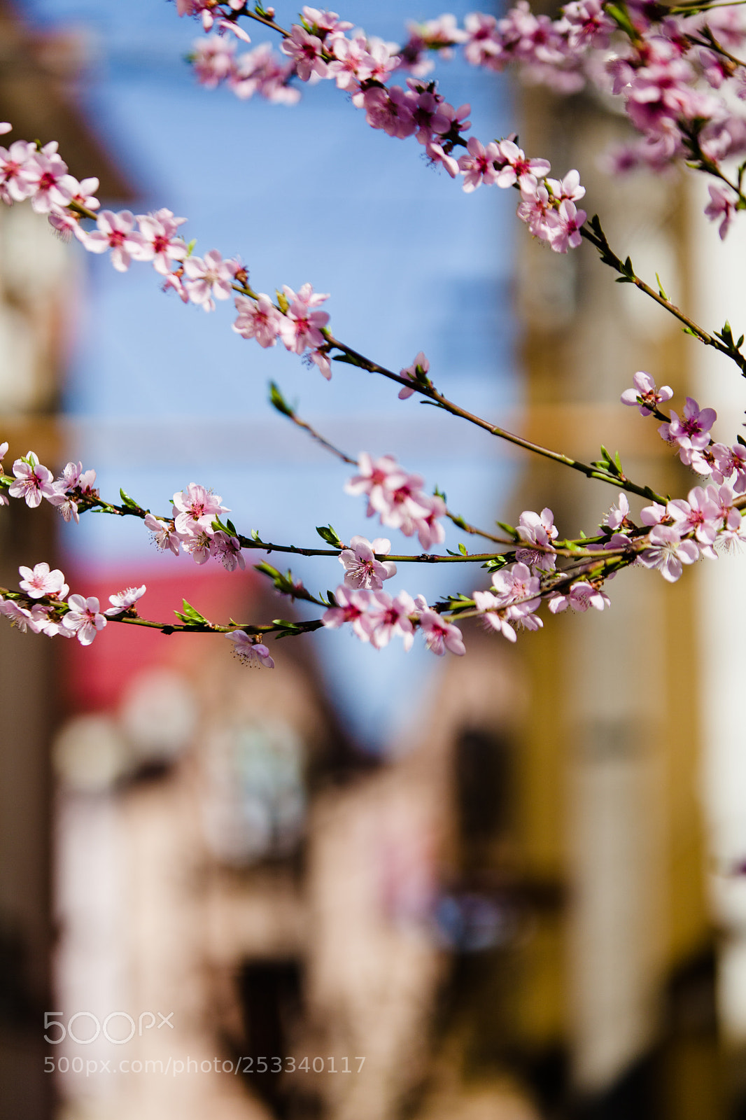 Canon EOS 5D Mark II sample photo. Apryl photography