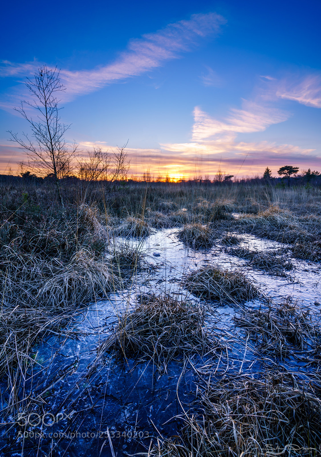 Sony a7R III sample photo. Frozen heather photography