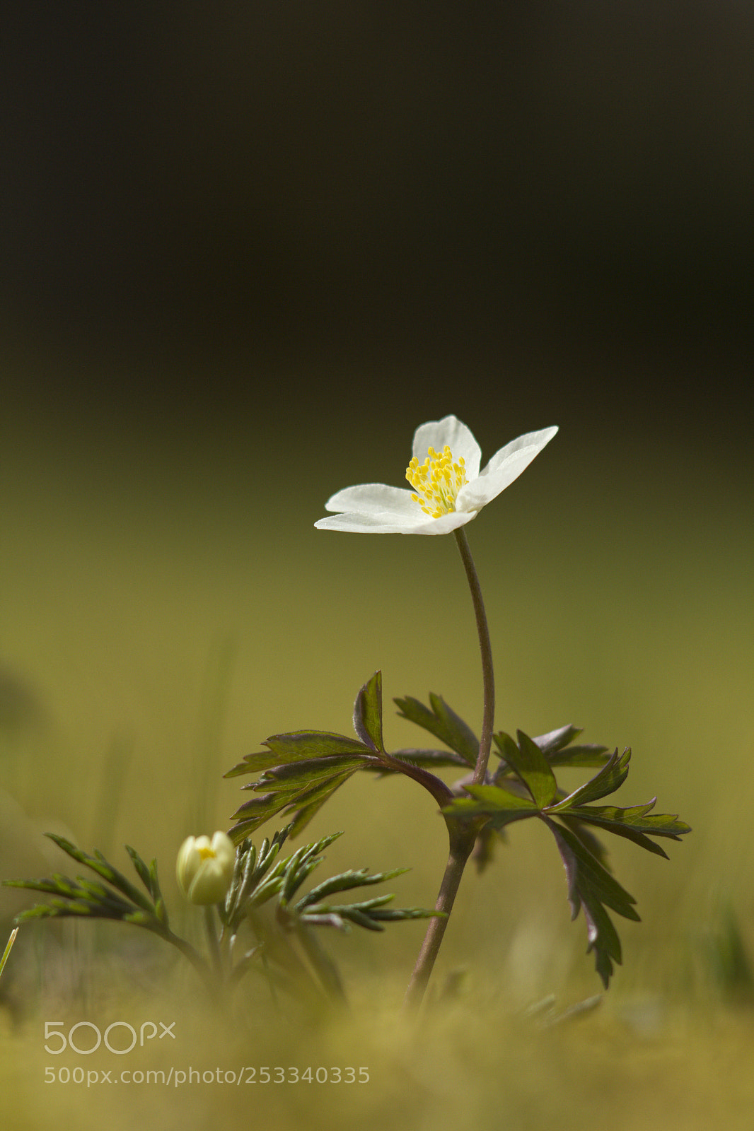 Canon EOS 60D sample photo. Waiting for the sun. photography
