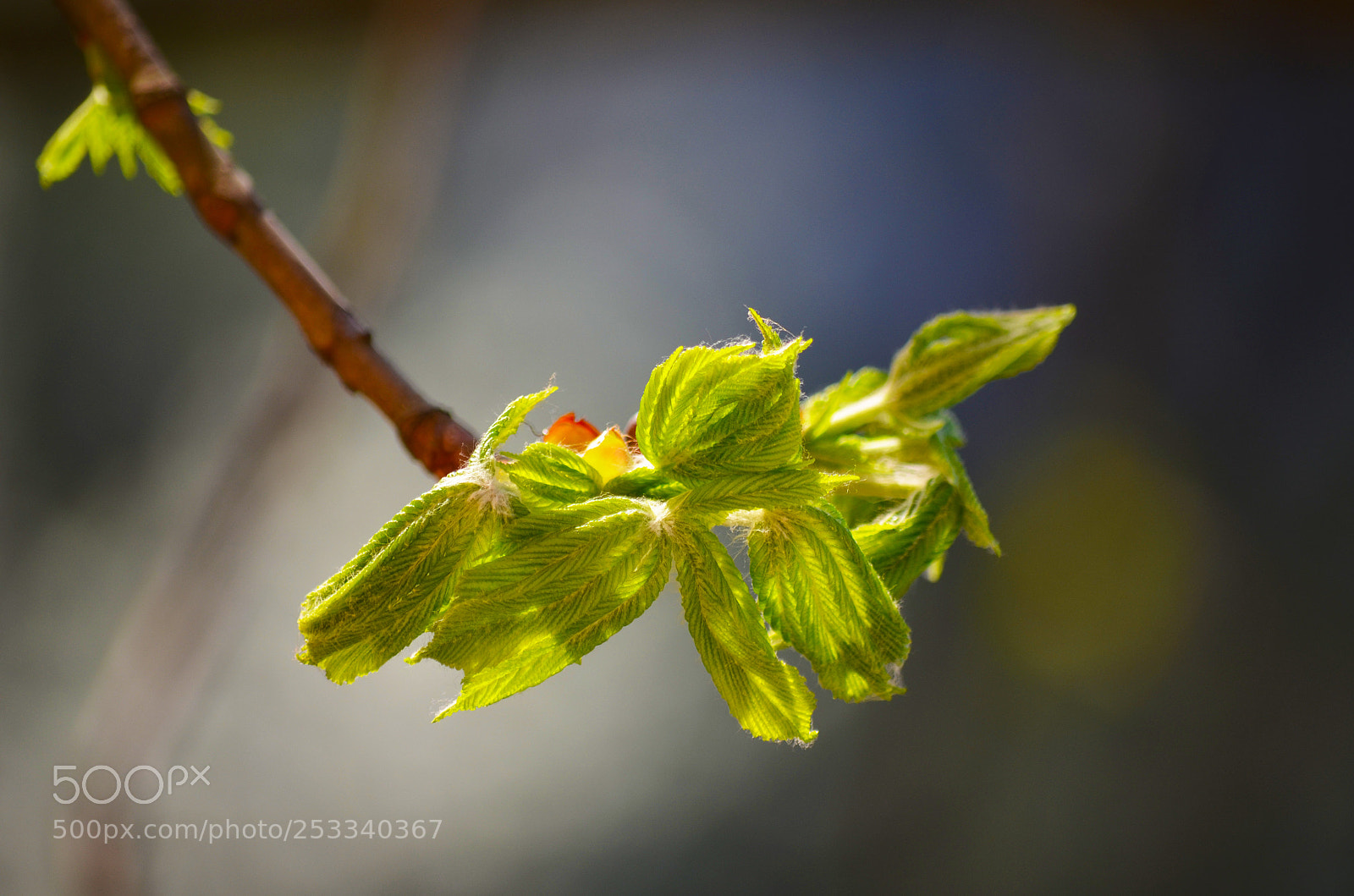 Nikon D5100 sample photo. Emerging chestnuts leaves photography