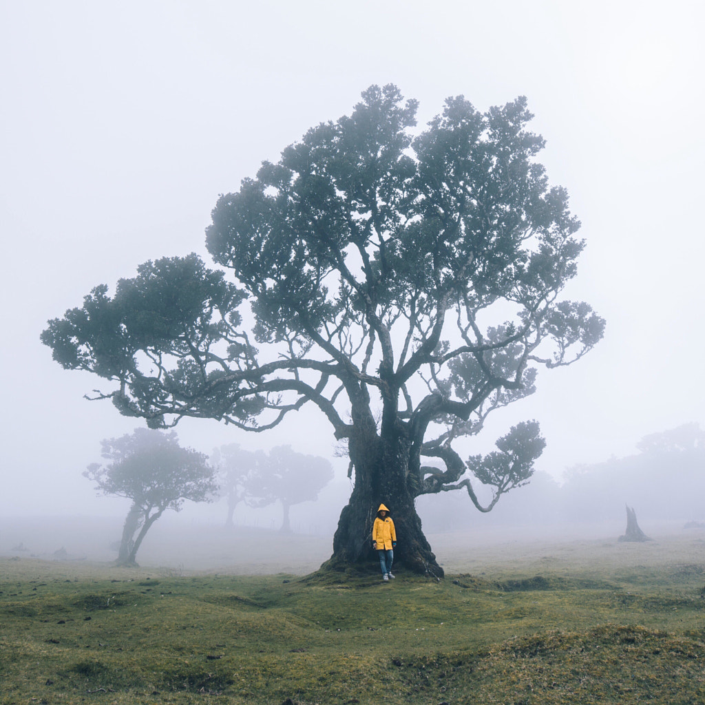 Fairy wood by Nora Görlitz on 500px.com