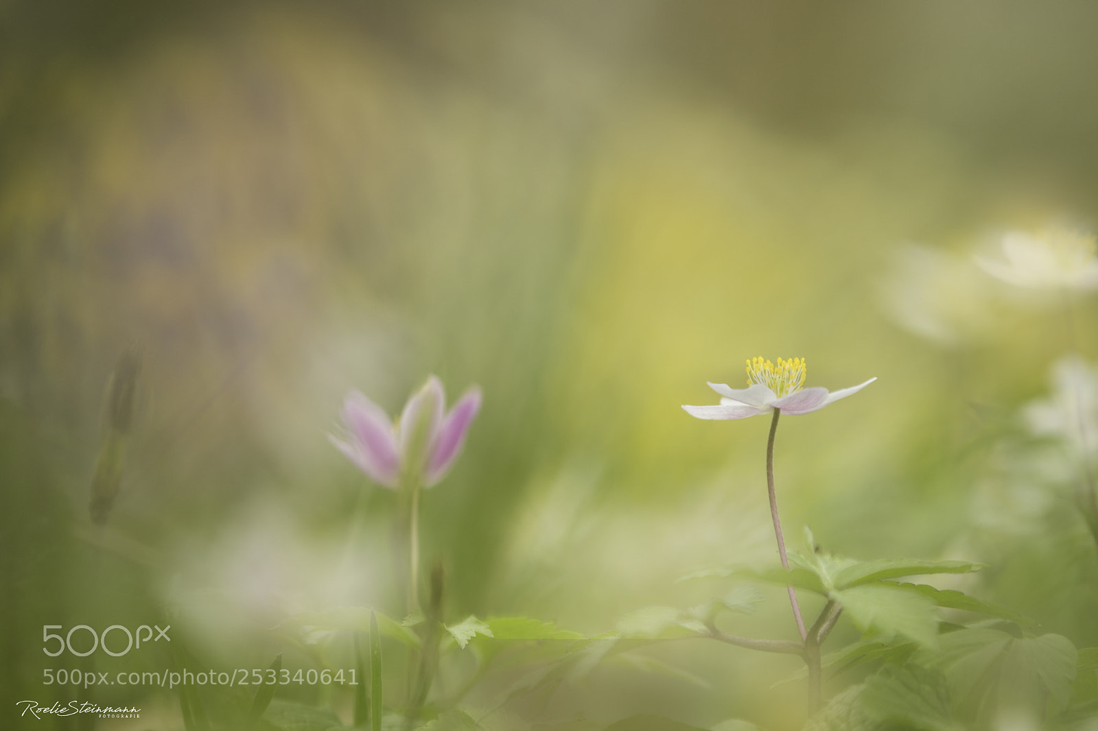 Canon EOS 6D Mark II sample photo. I opened my heart photography