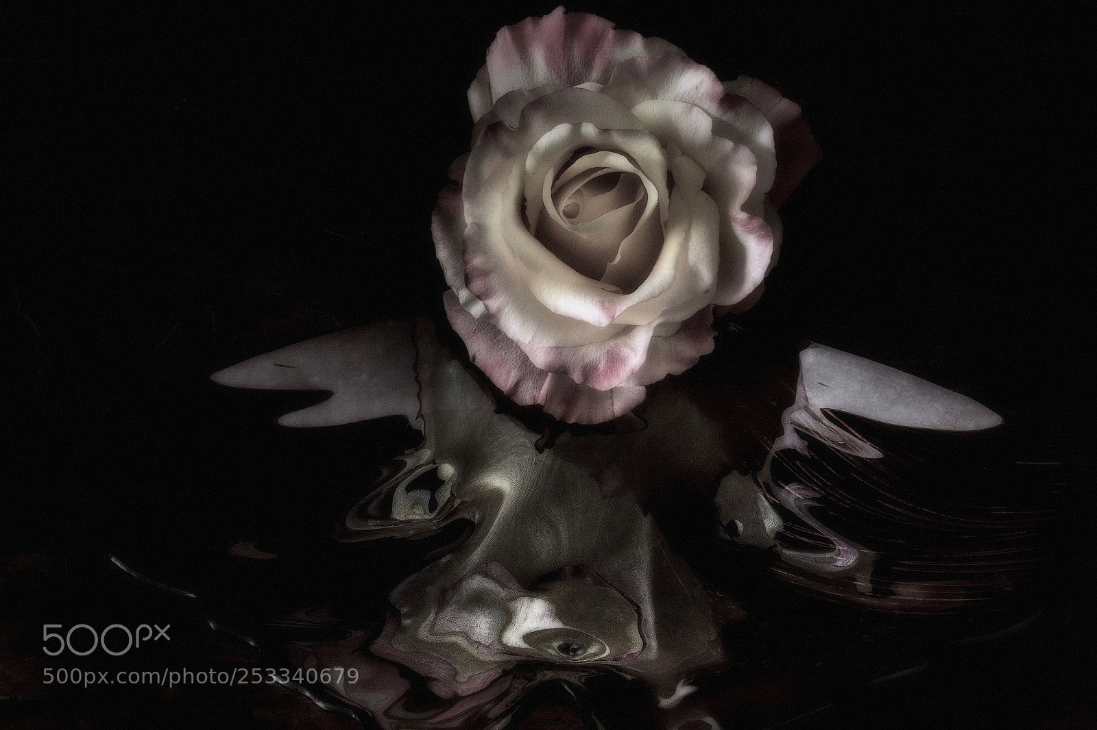 Sony a7R sample photo. Rosa photography