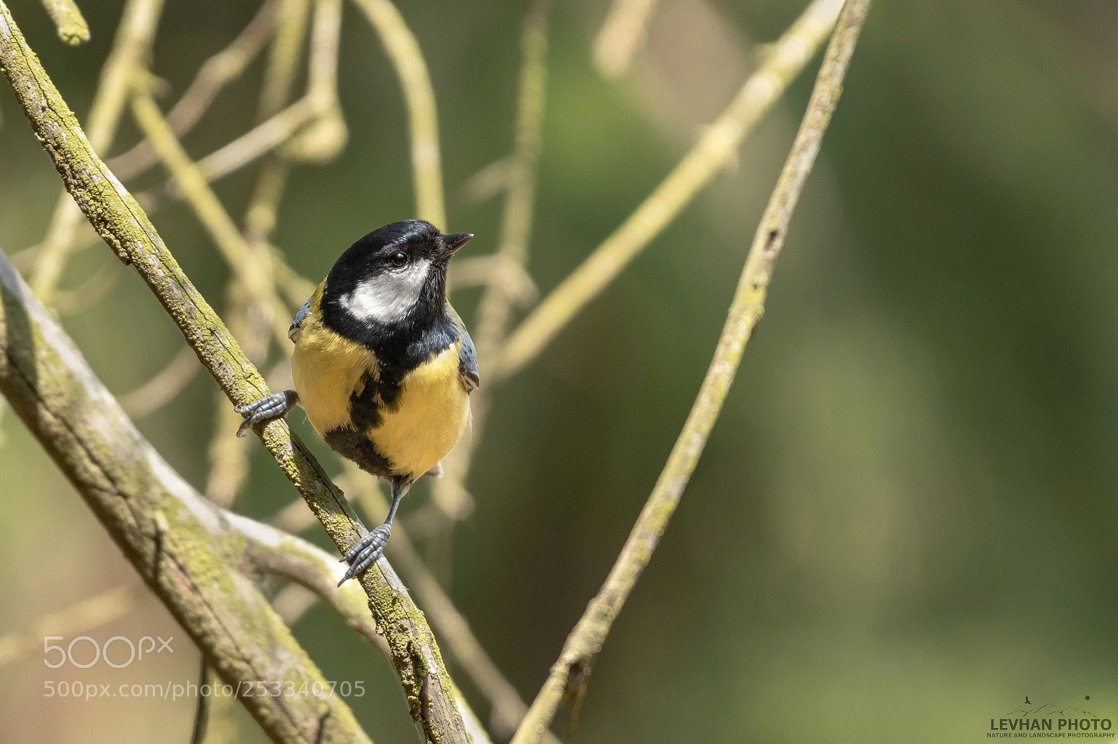 Nikon D500 sample photo. Parus major photography